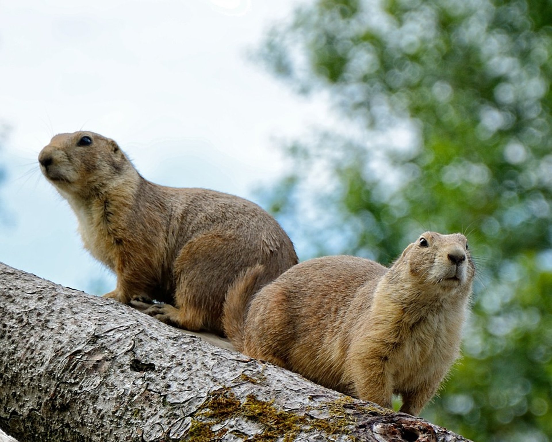 Best Time to See Alpine Marmots in Austria 2023 - When to See 
