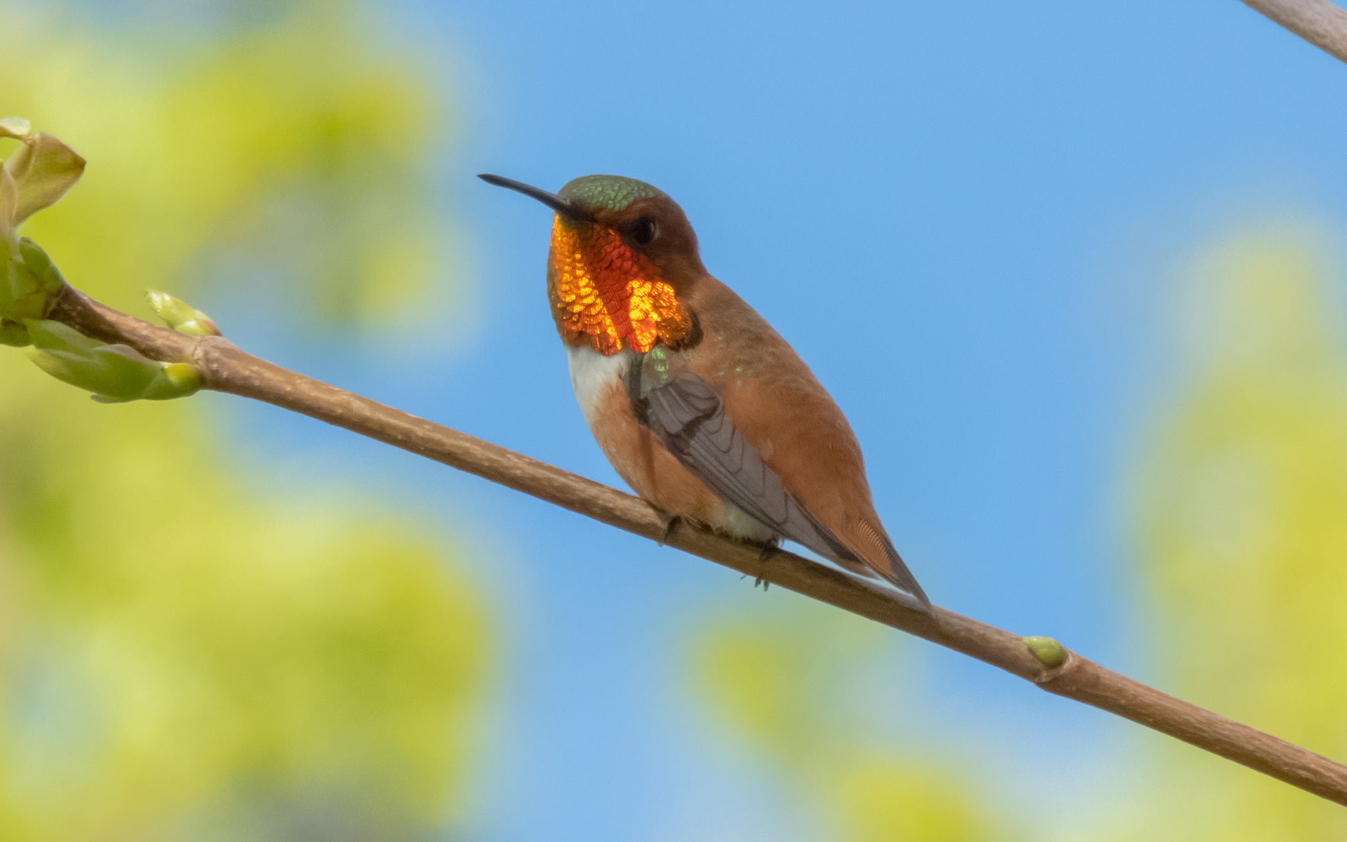 Colibríes