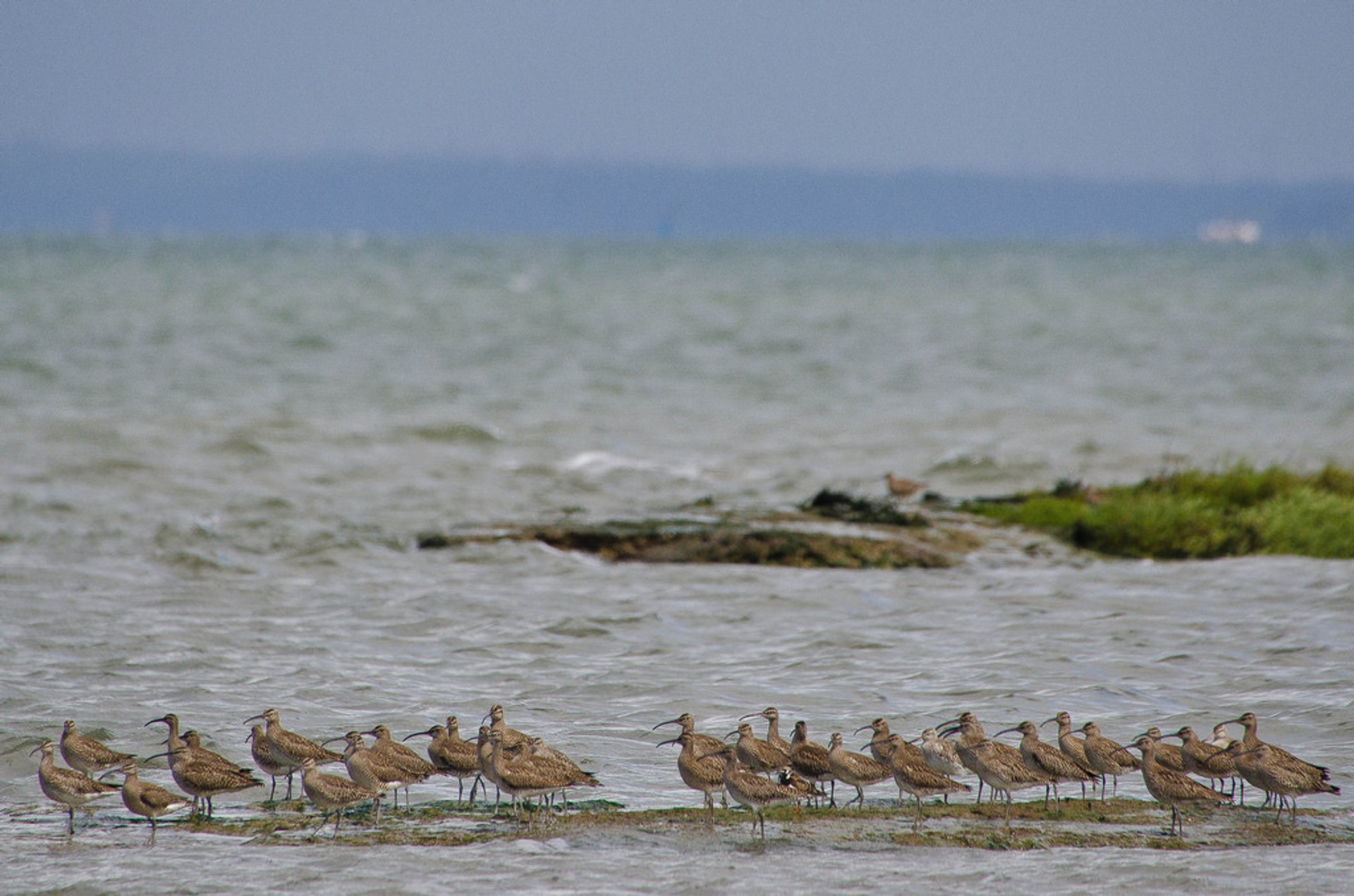 Vogelbeobachtung