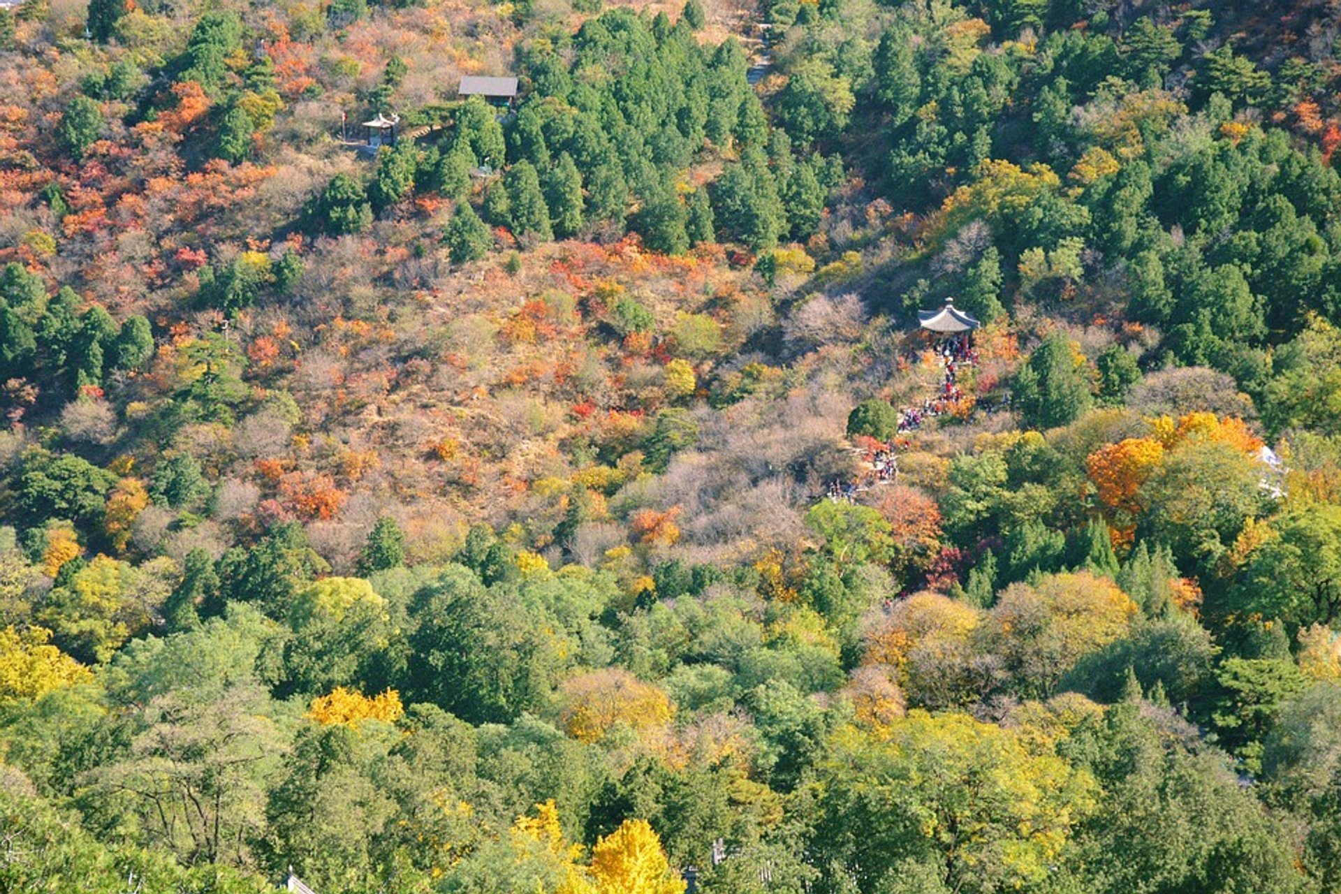 Red Leaves Festival at Fragrant Hill