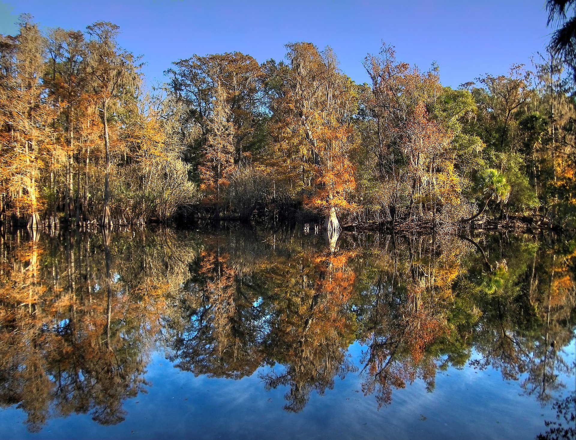 Herbstlaub in Florida