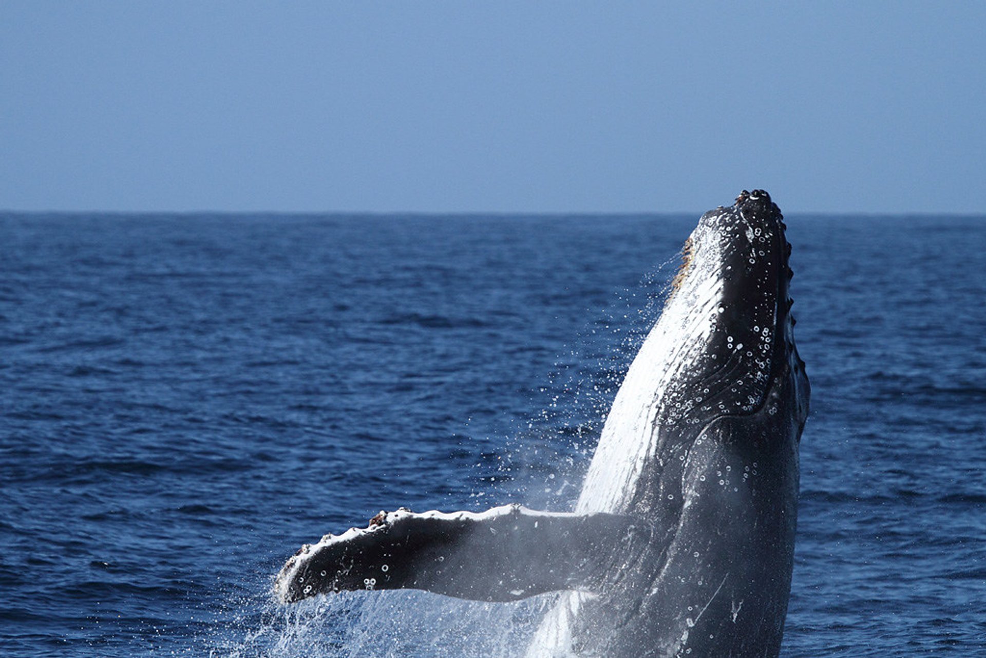 Avistamiento de ballenas y delfines