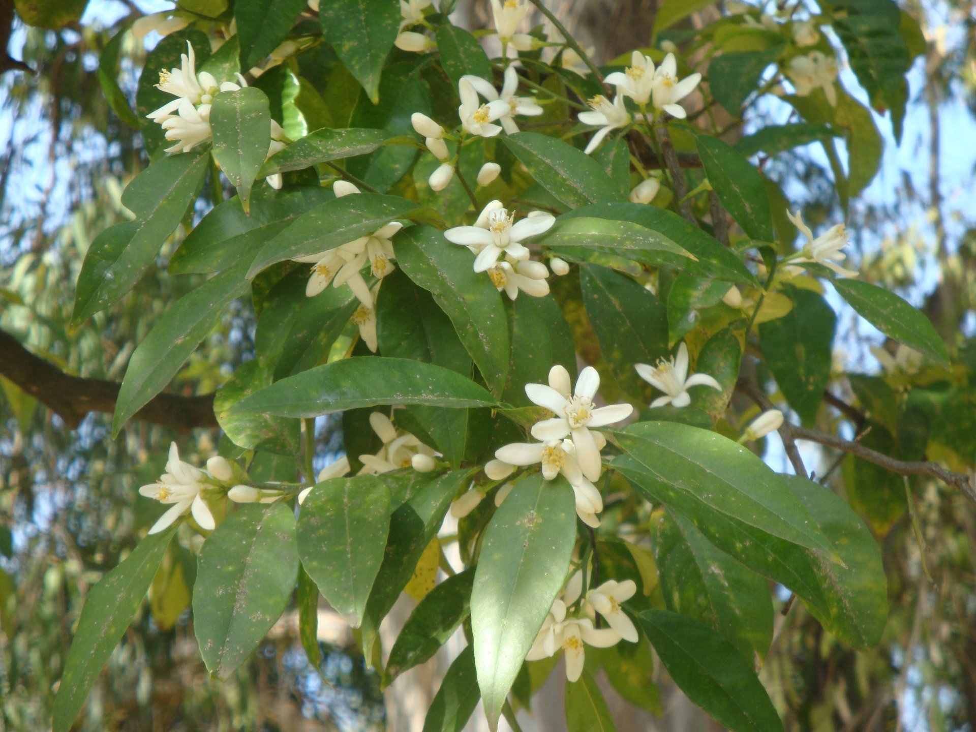 Flor de laranja (Azahar)