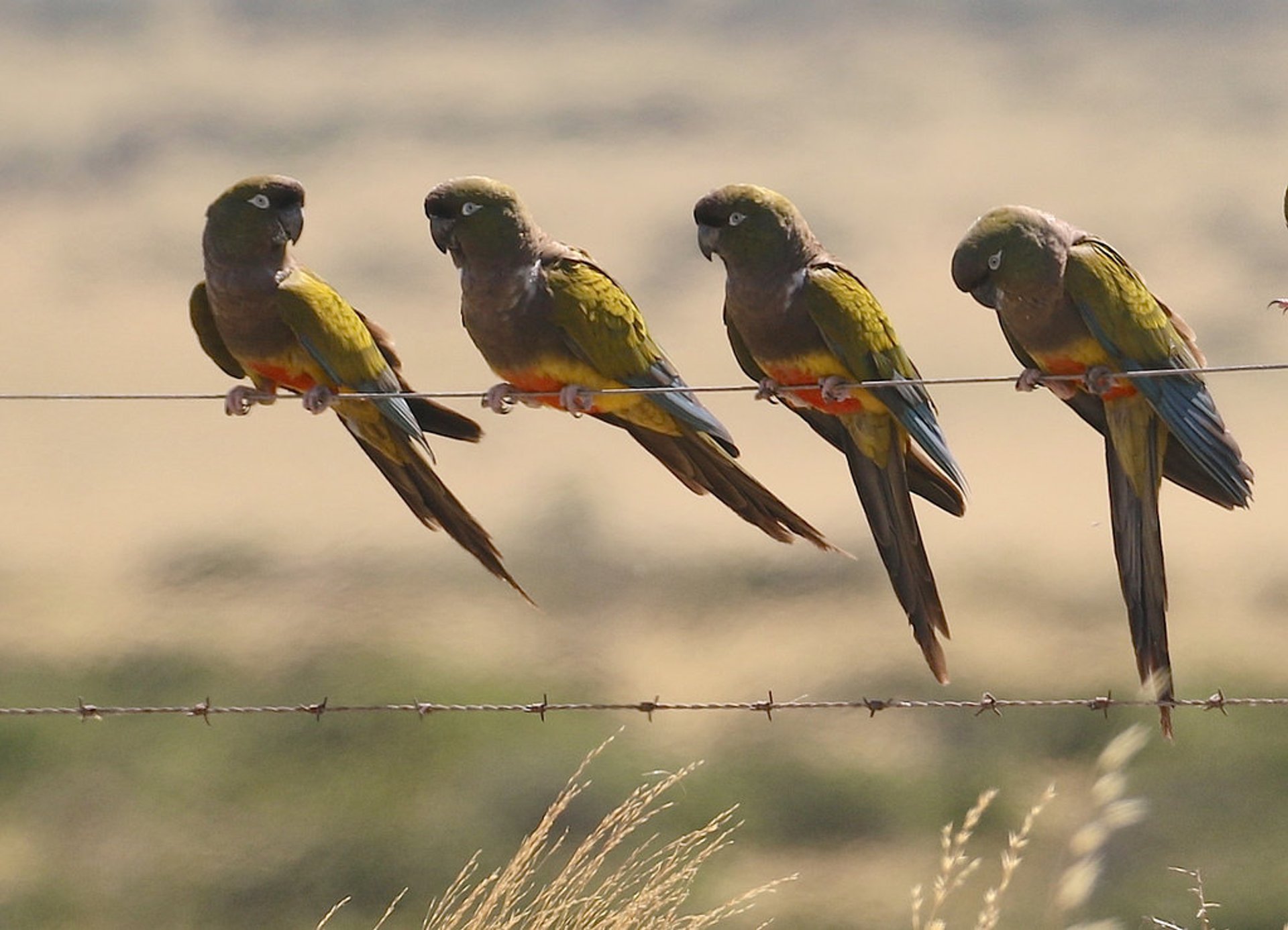 Burrowing Parrot Watching