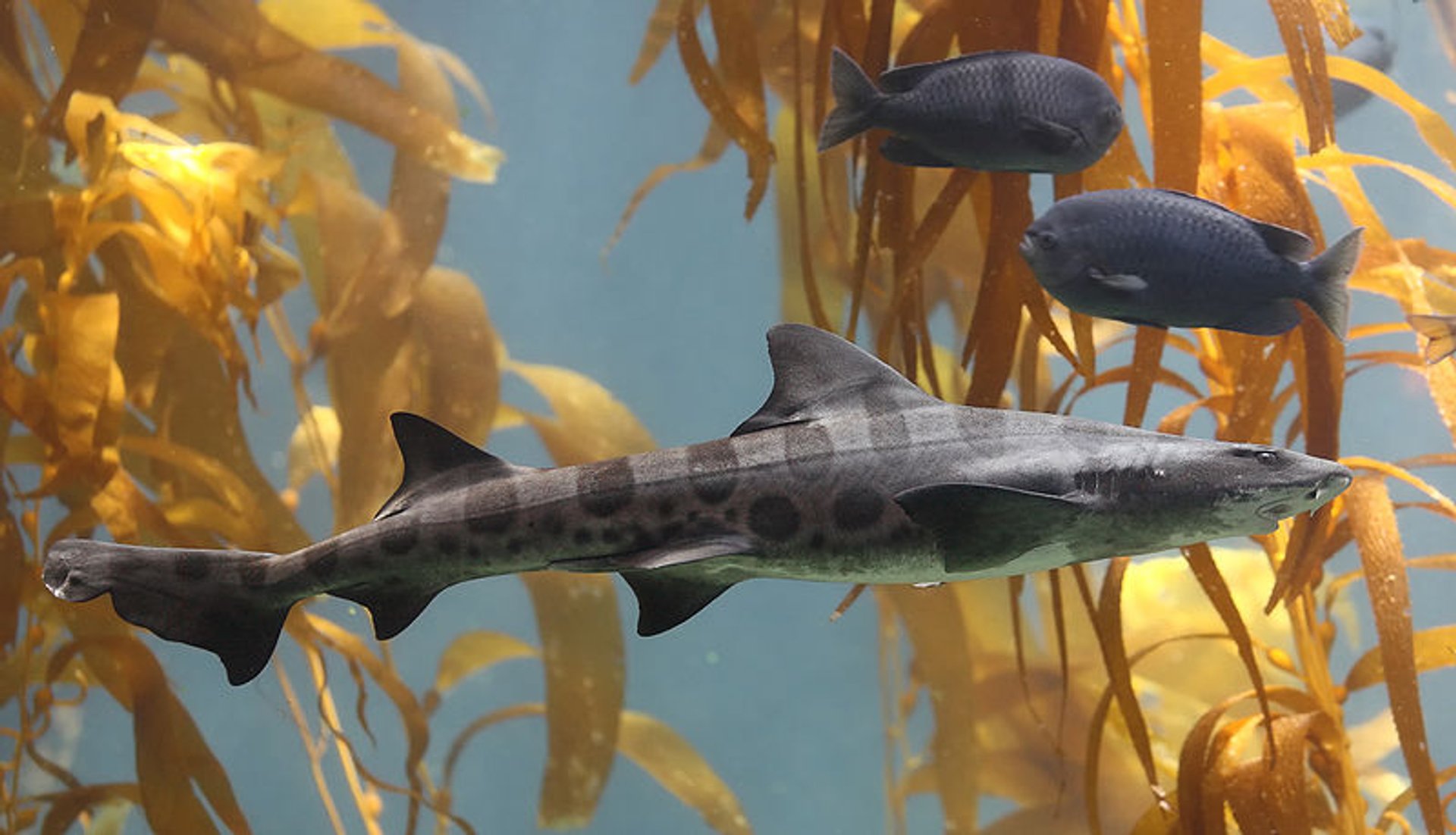 Snorkel con tiburones leopardos en La Jolla