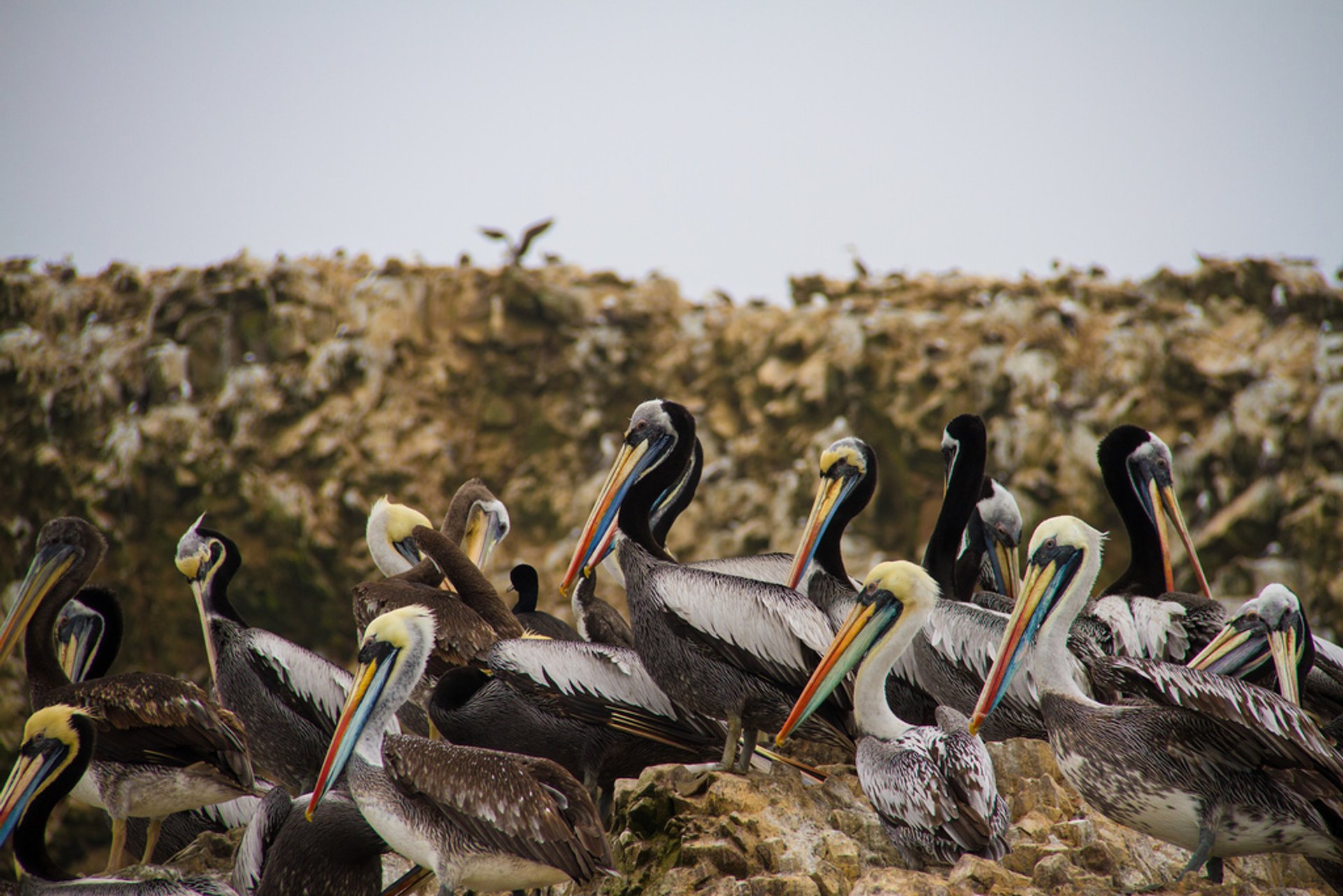 Meeresfauna der Ballestas-Inseln