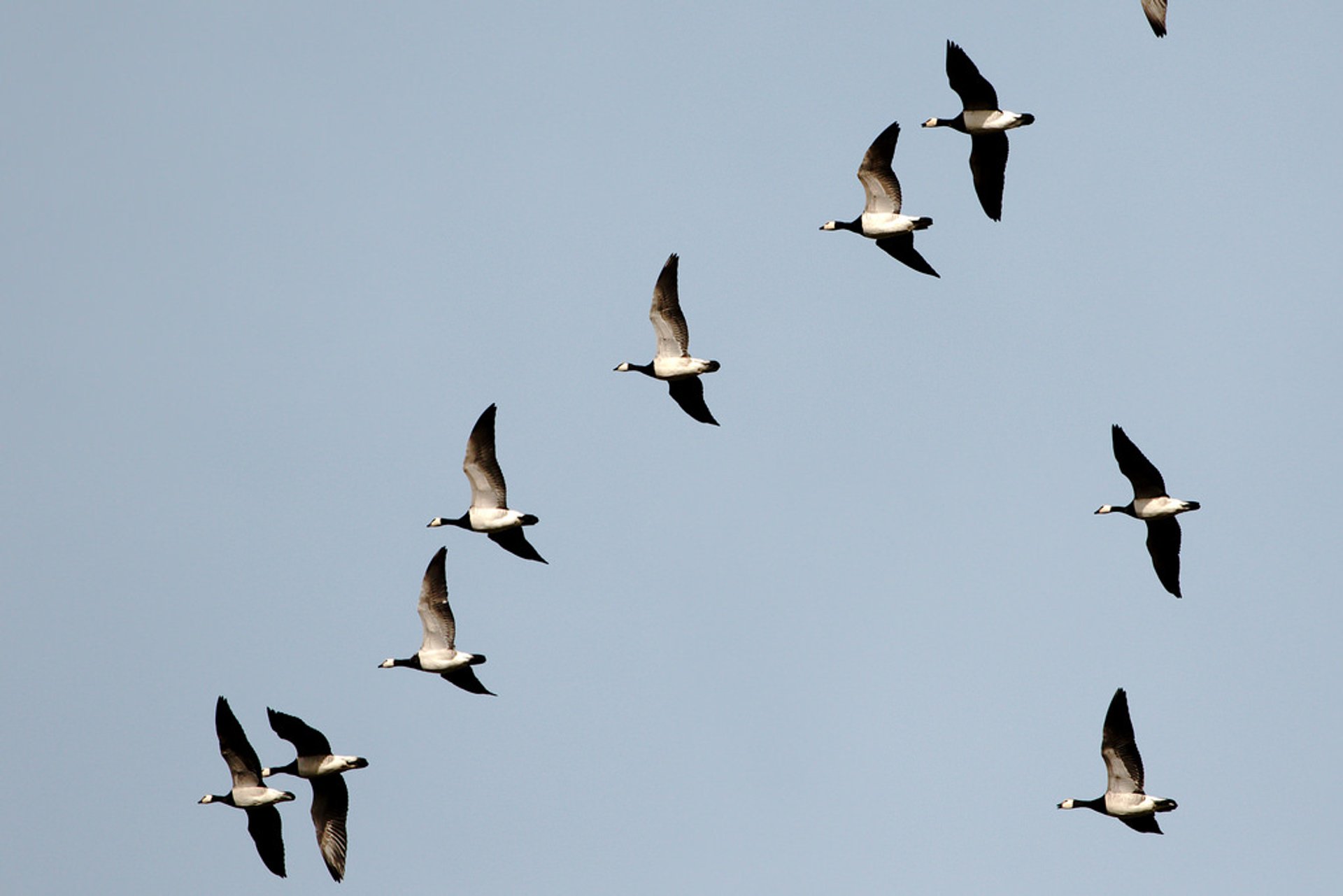 Auswanderung von Vögeln in Falsterbo