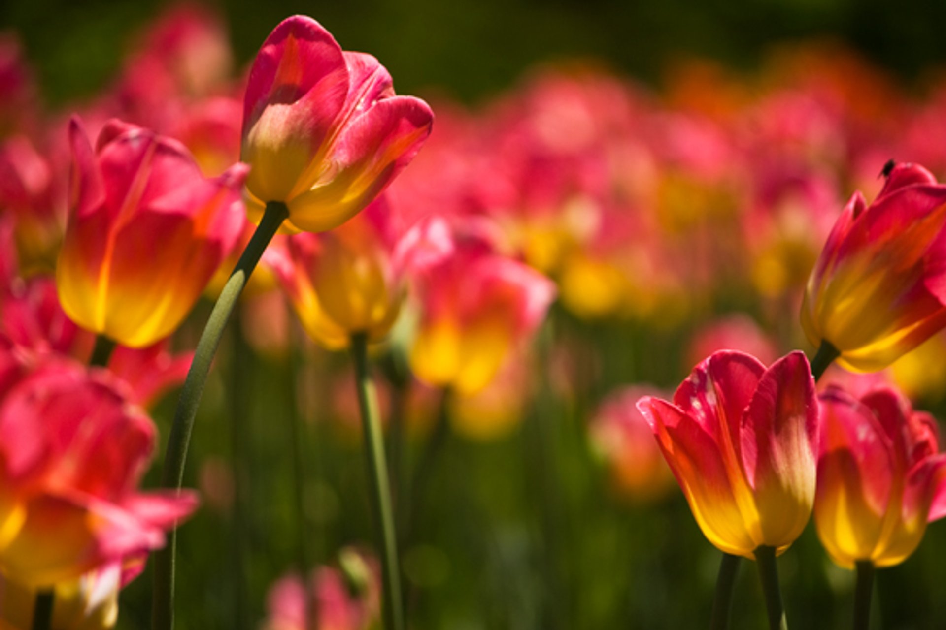 Festival Canadense da Tulipa (Canadian Tulip Festival)