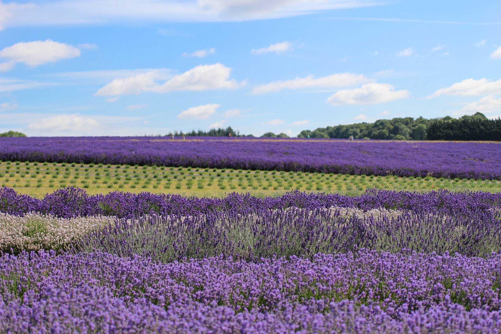 Champs de lavande