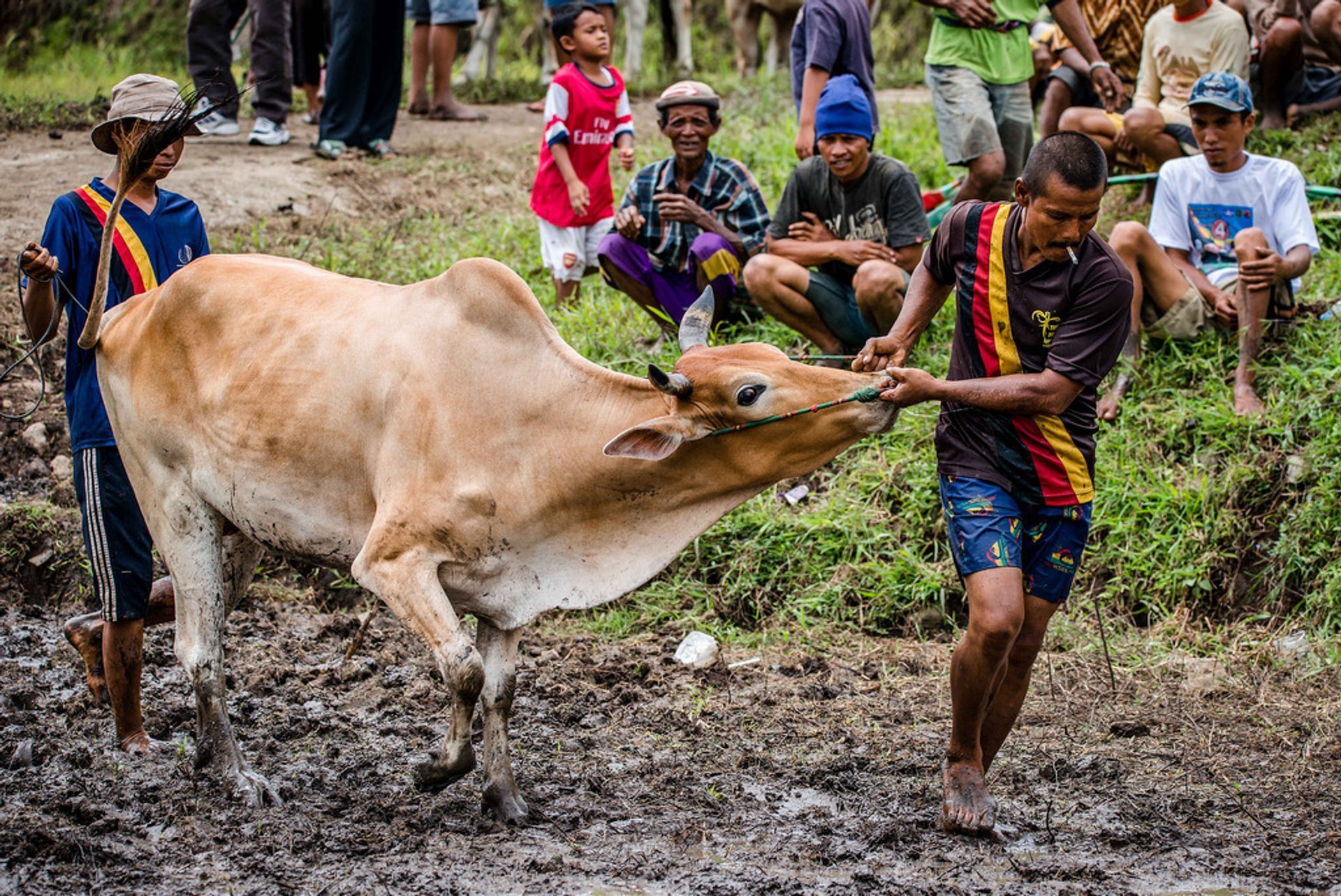 Pacu Jawi (Course de vaches)