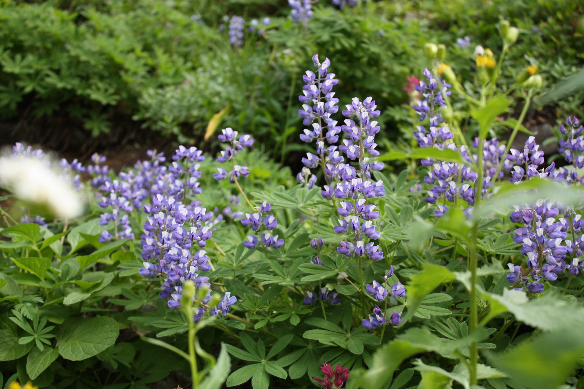 Lupini fioriti