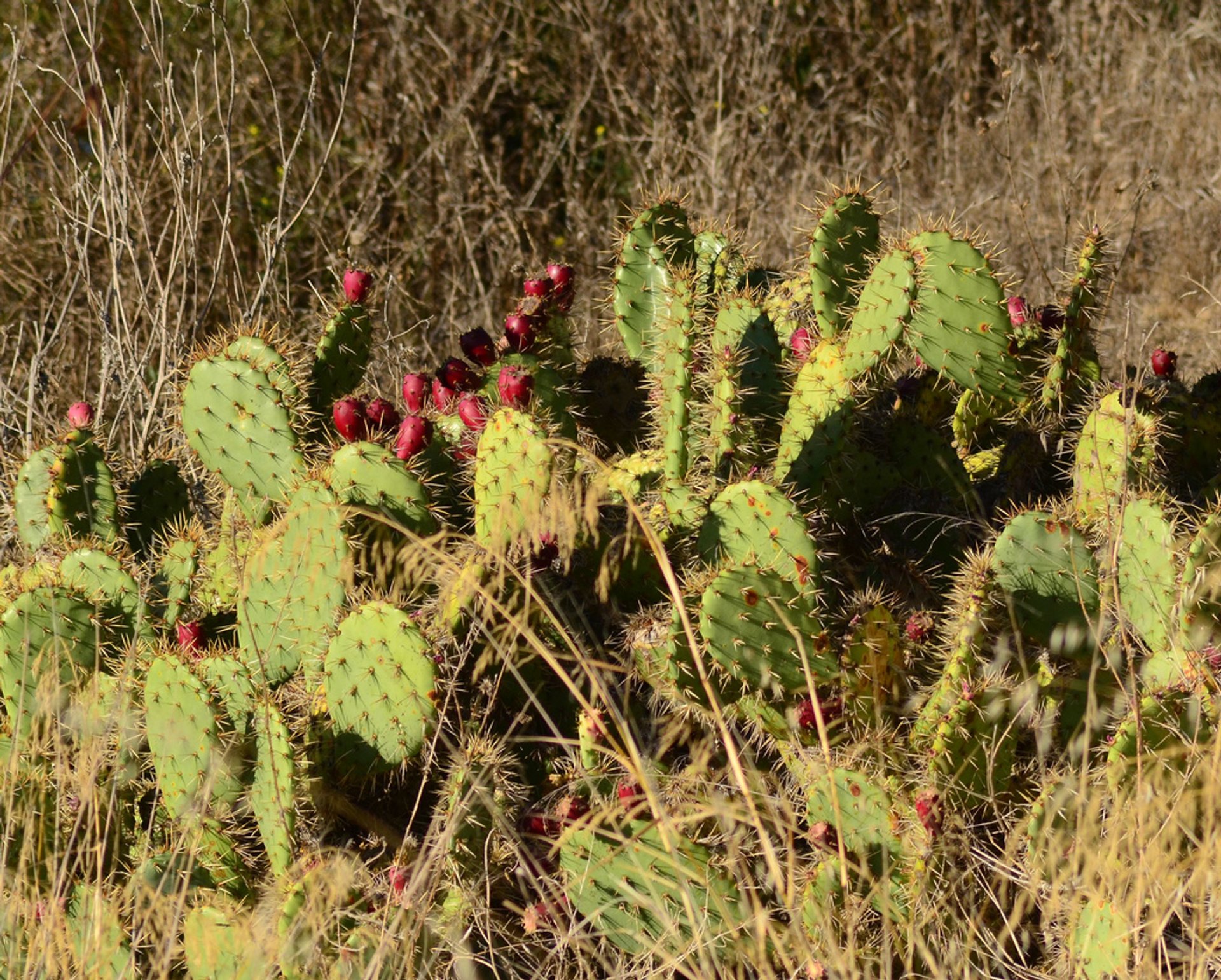 Poire de cactus