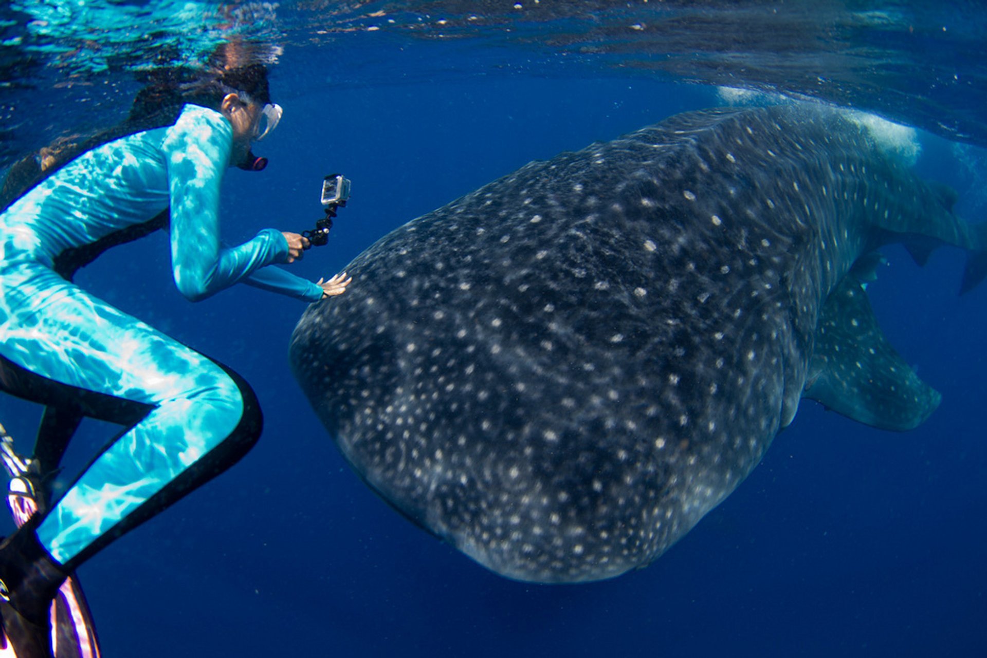 Mit Walhaien schwimmen