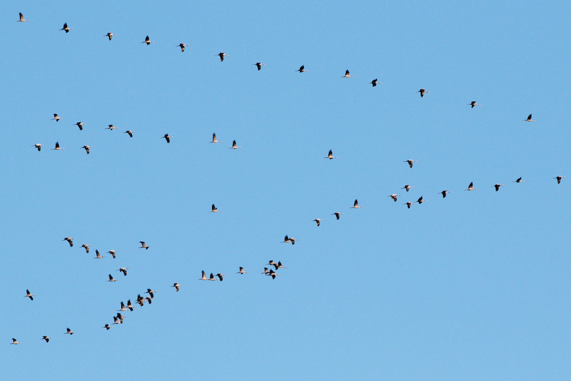 Oiseaux migrateurs à Falsterbo