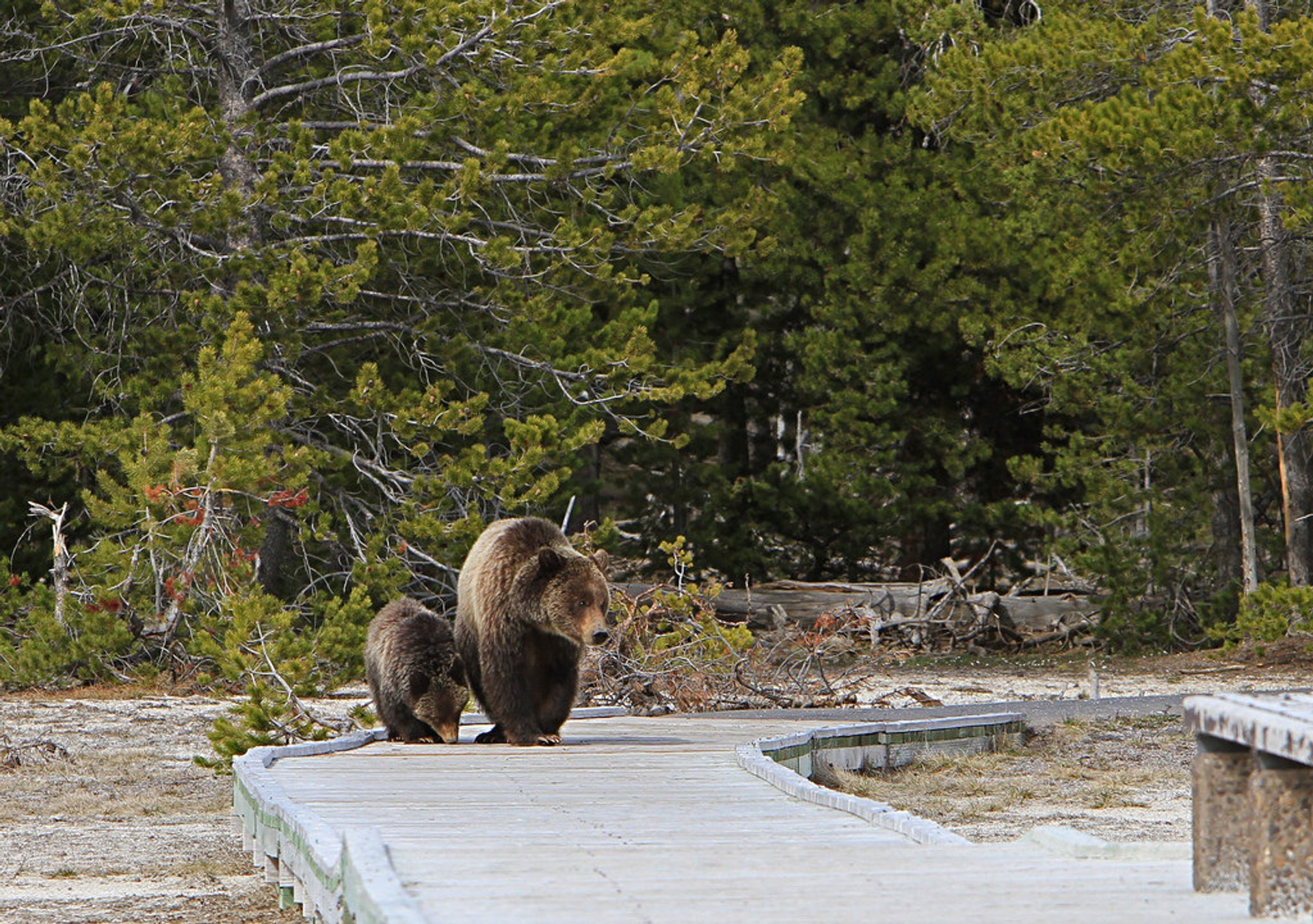 Ursos-cinzento (Grizzly Bears)