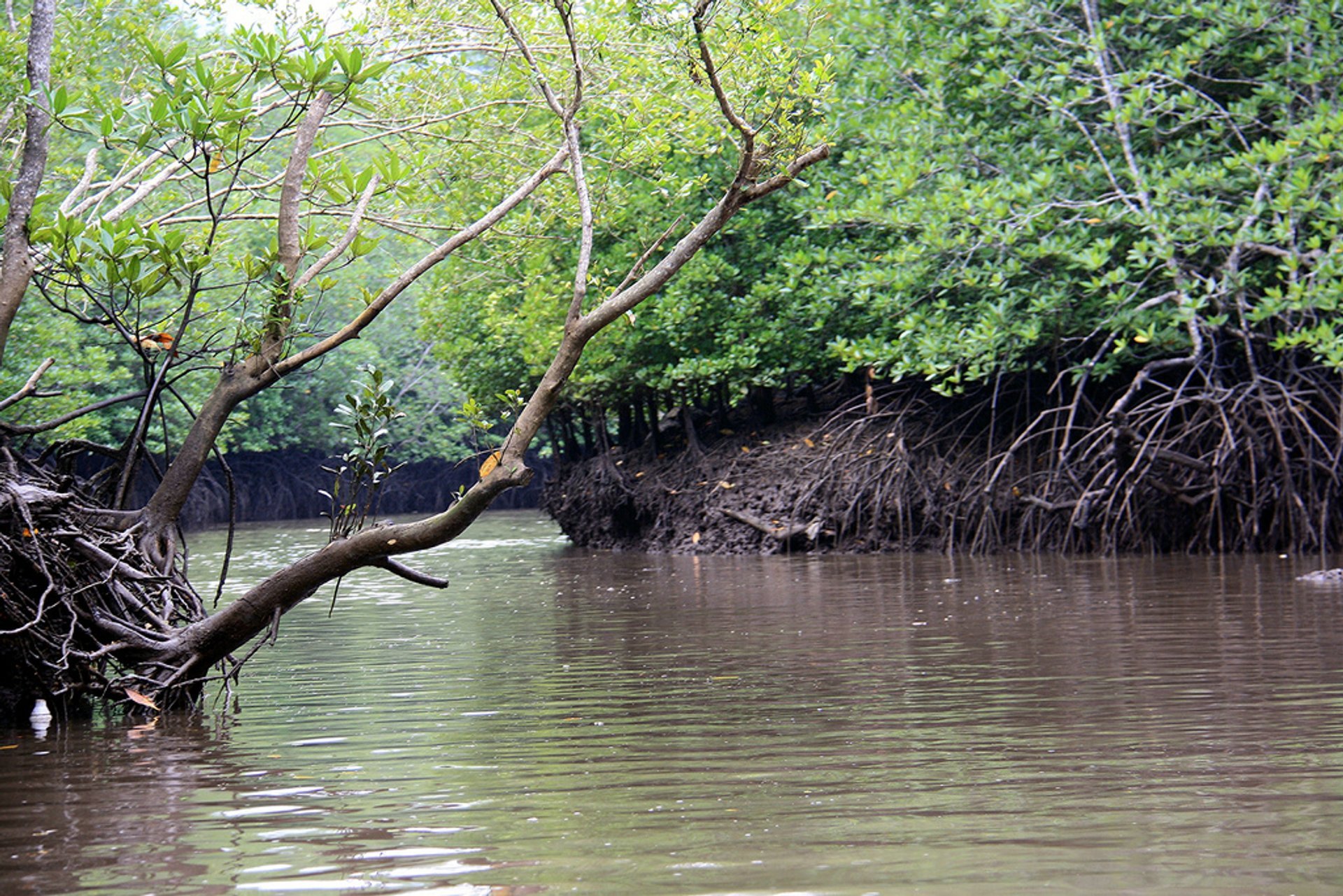 Best Time to See Mangrove Forests in Malaysia 2020 - Rove.me