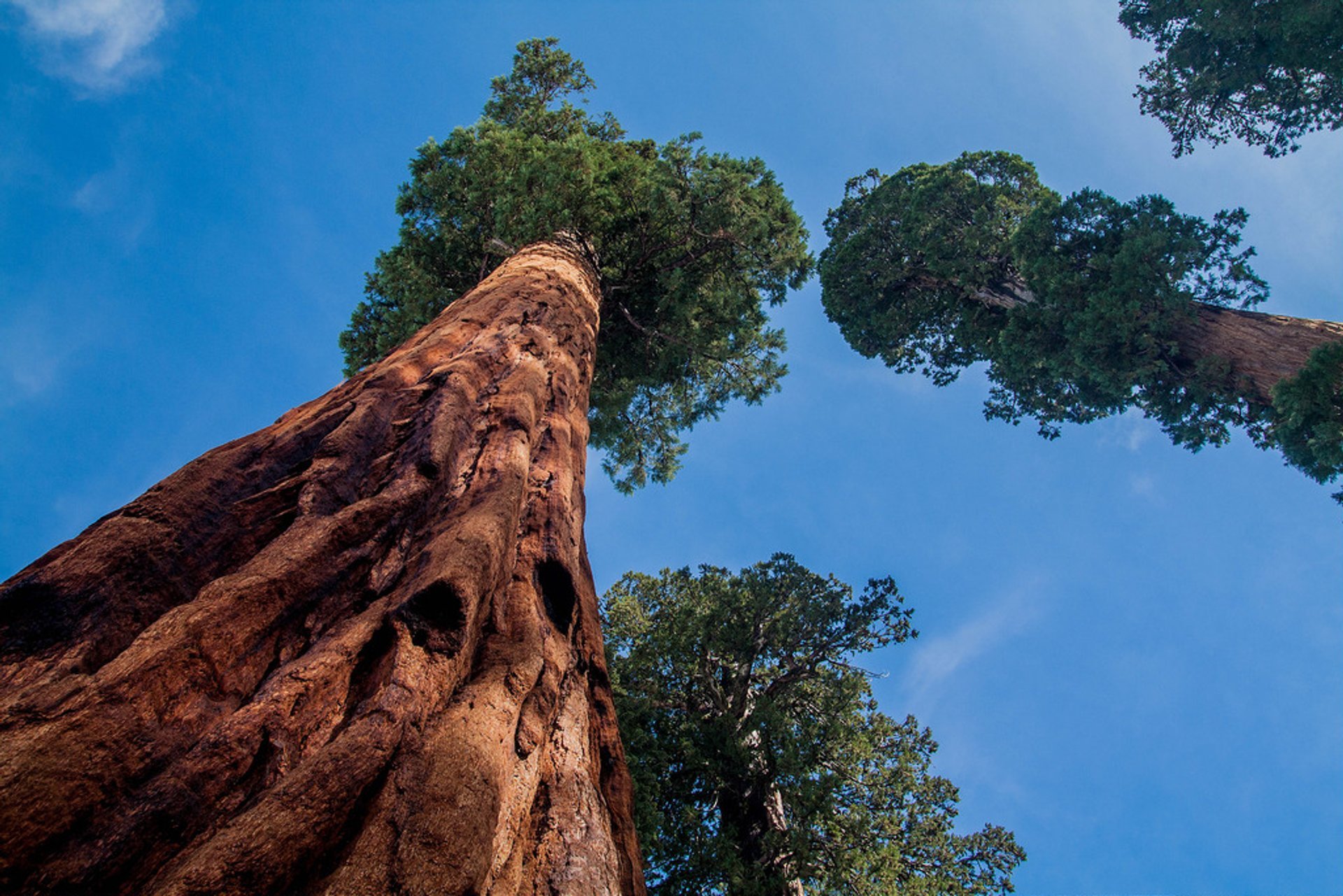 Parque Nacional de Sequoia