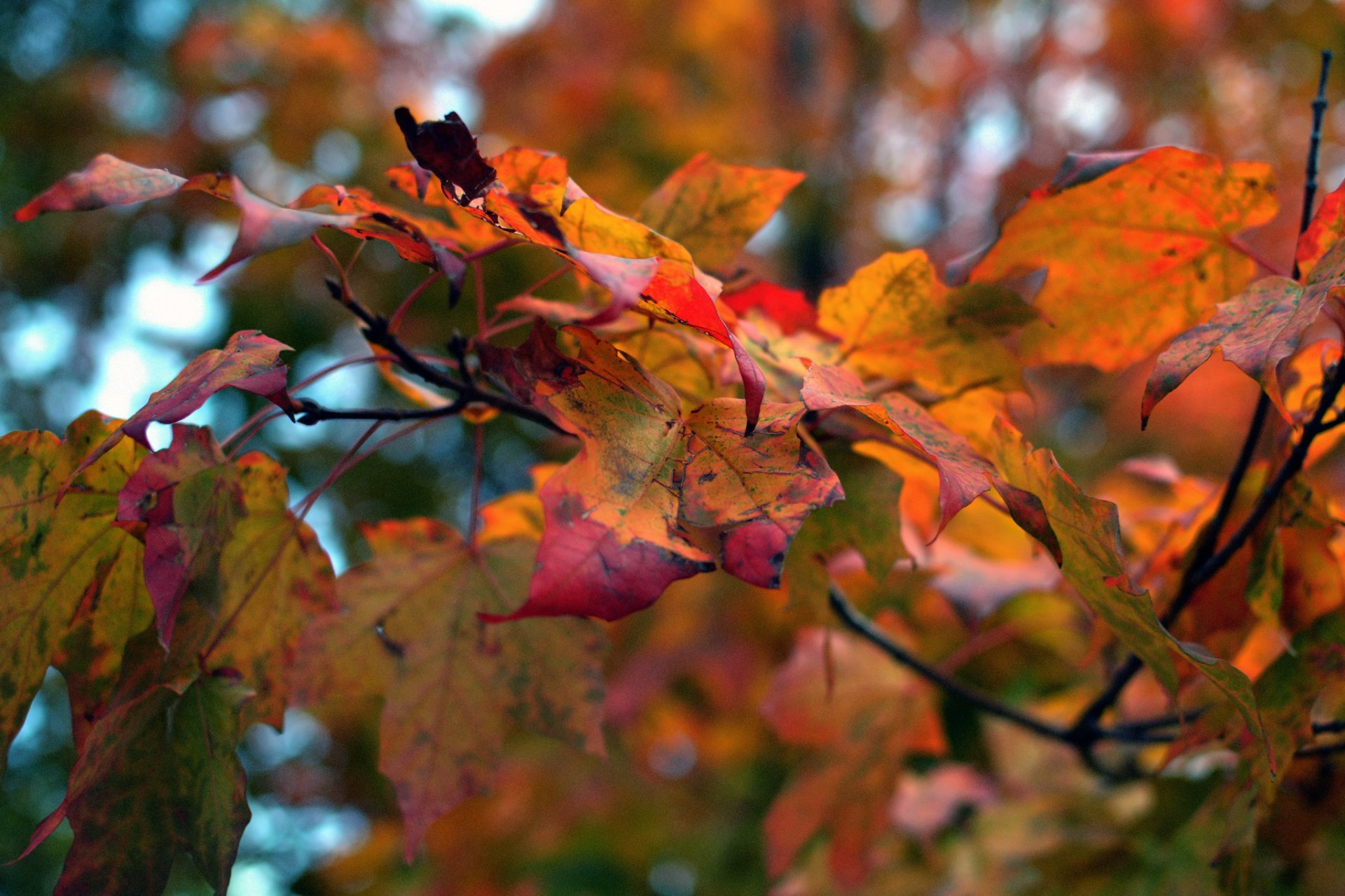 Fogliame di autunno