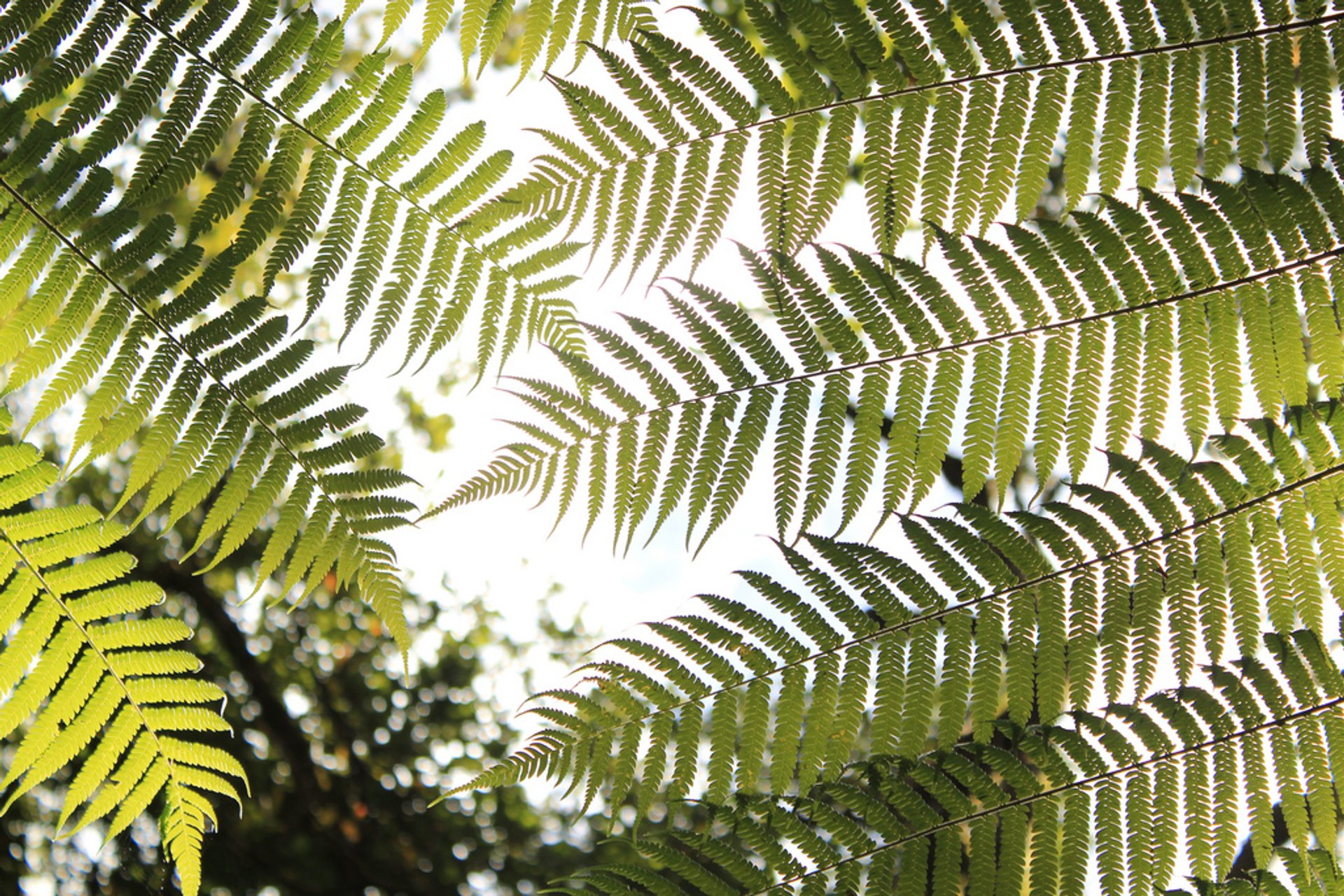 Waipoua Forest