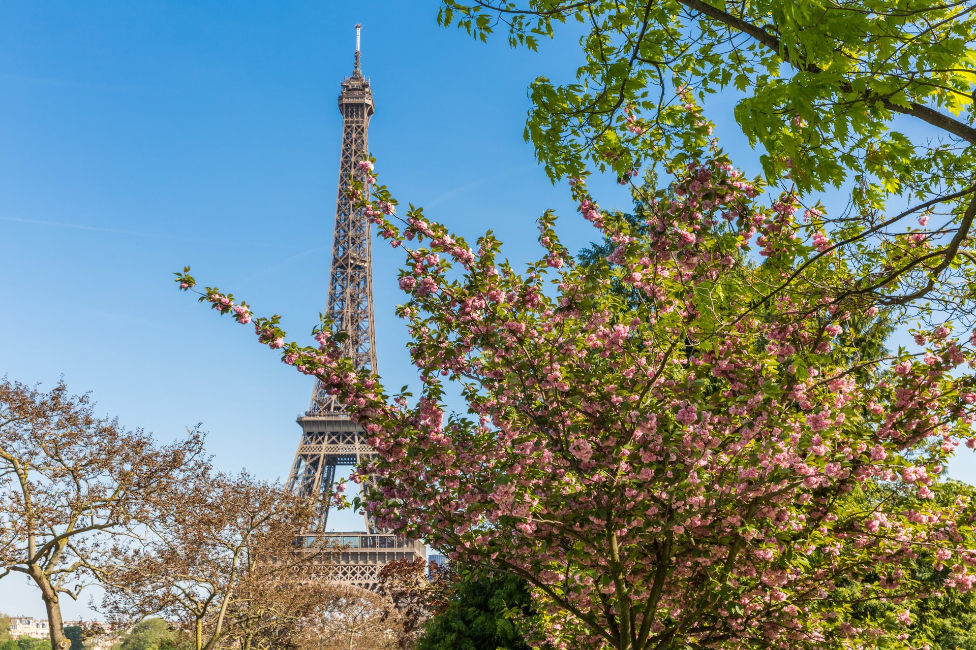 Dónde ver los cerezos en flor en París e Île-de-France: ¡nuestros