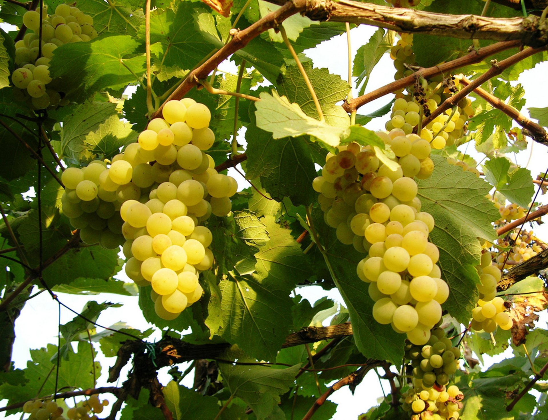 Grape Harvest