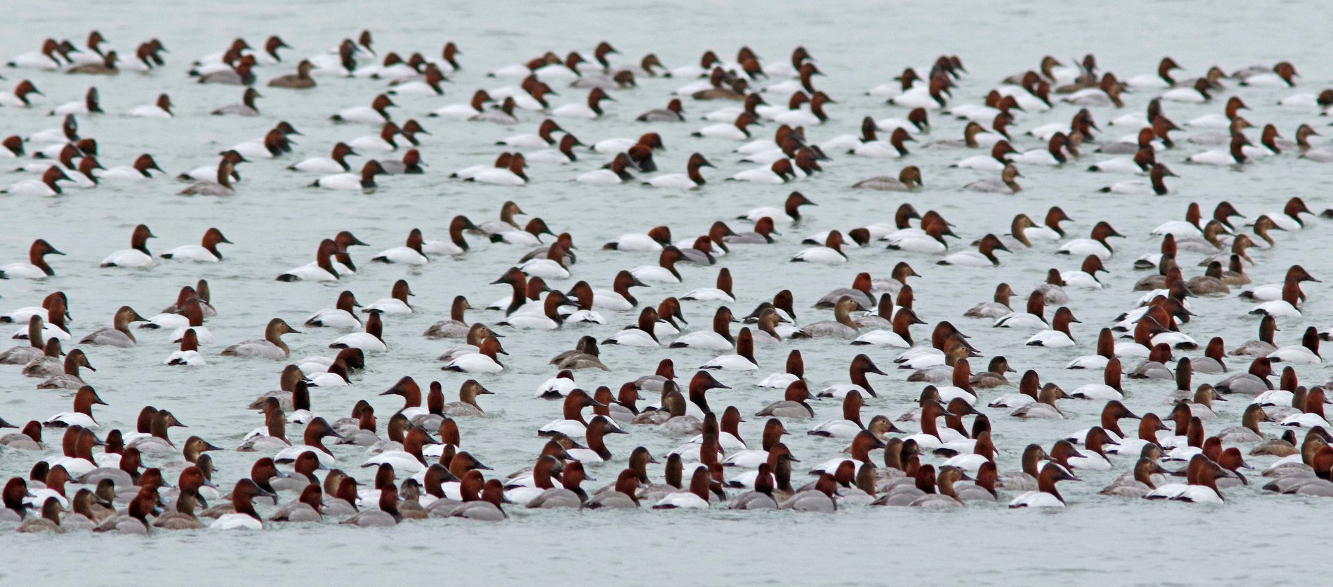 Aves de invierno