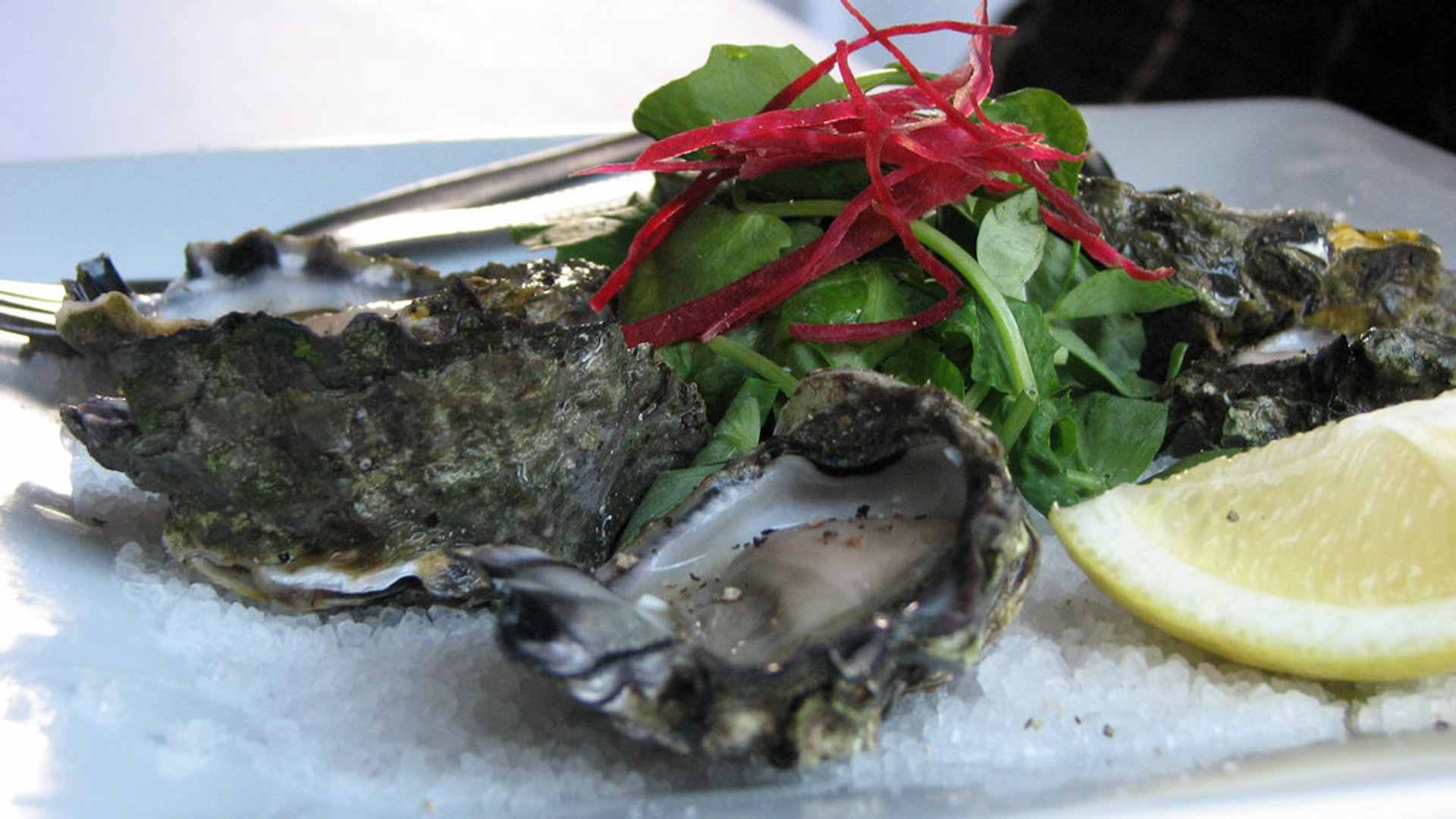 Sydney Rock Oyster