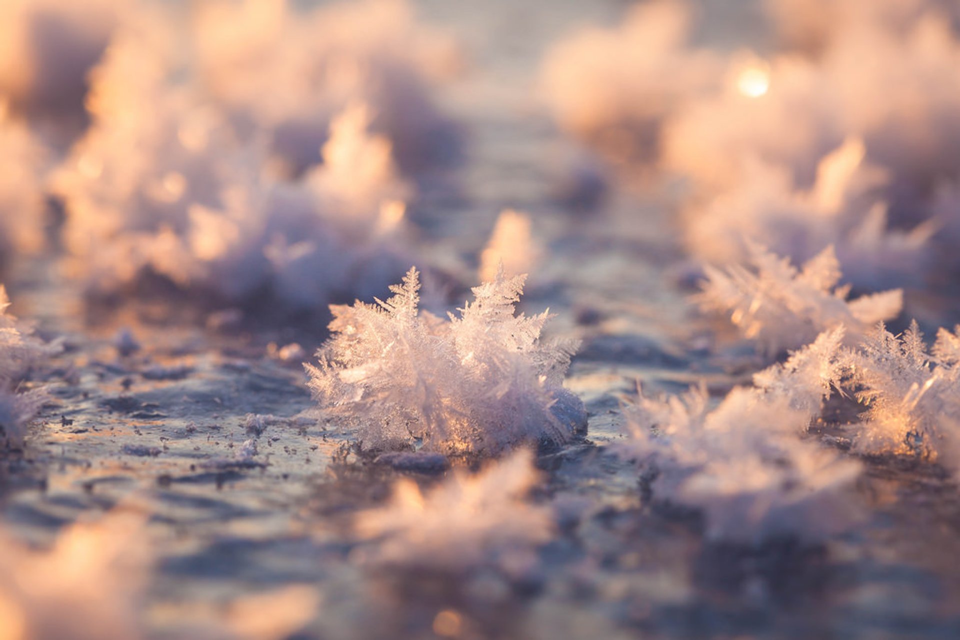 Fleurs de givre