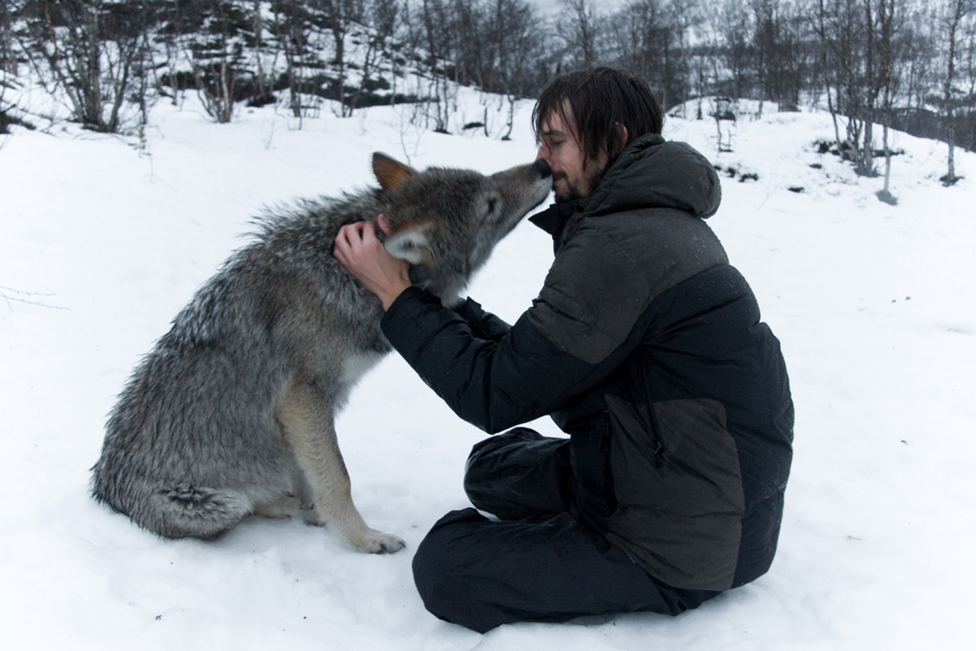 A Kiss from an Arctic Wolf