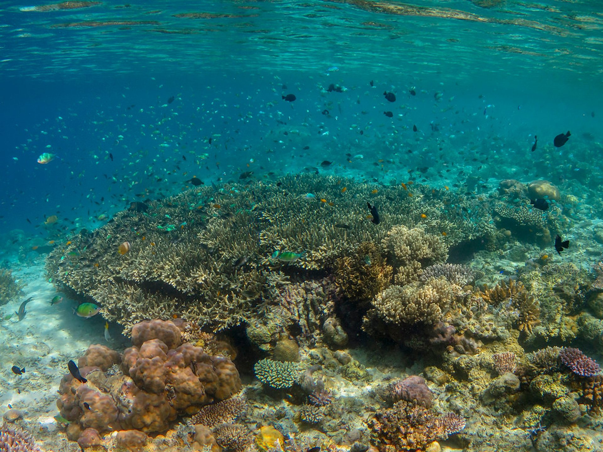 Tauchen in der Nähe von Borneo Island