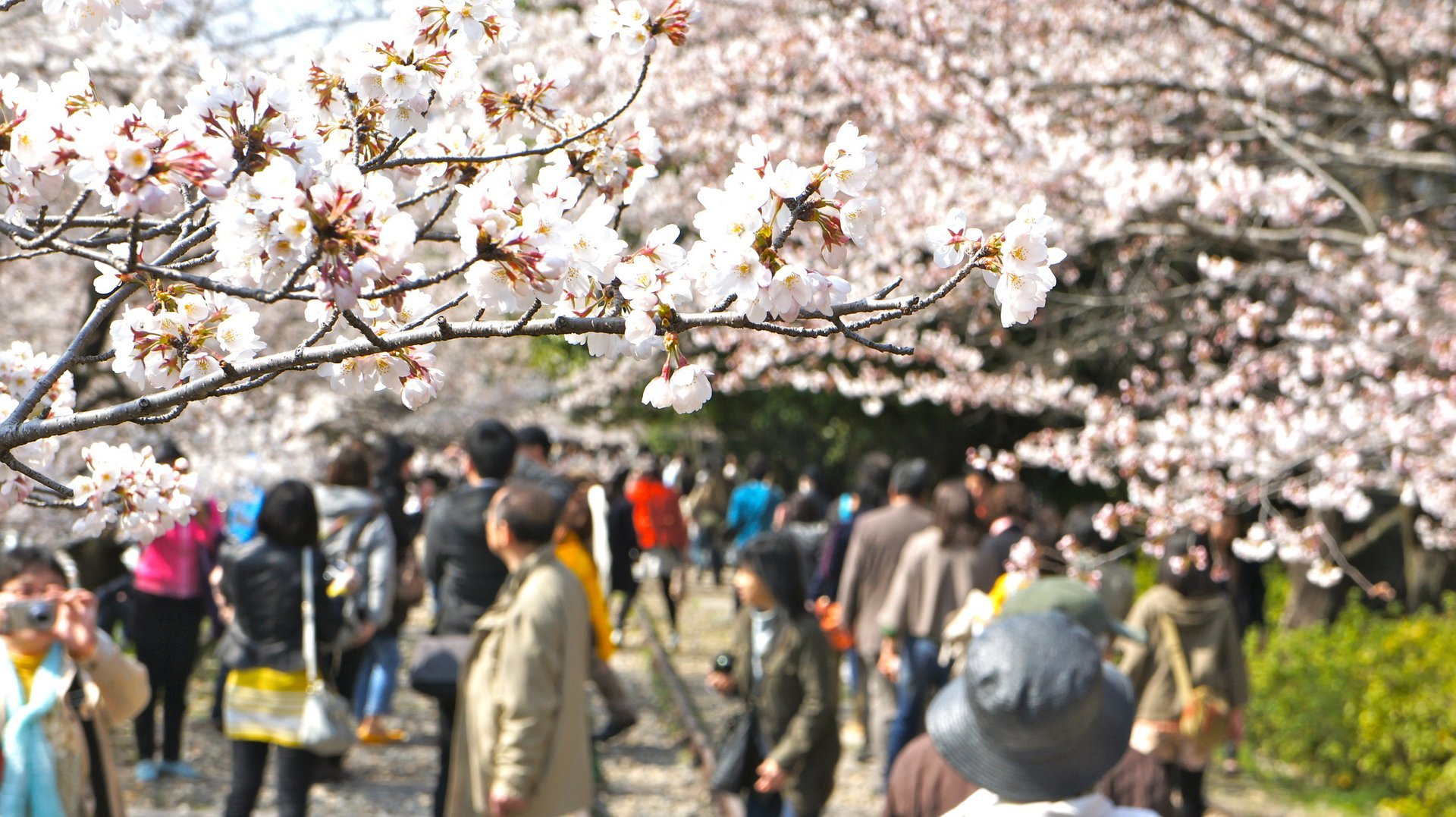 Cherry Blossom in Kyoto 2025 Rove.me