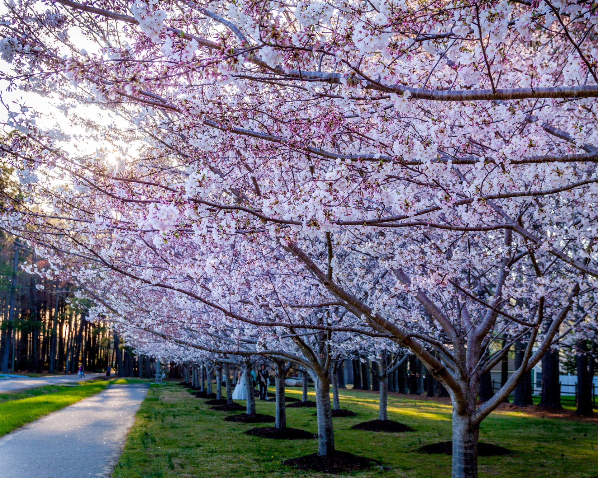 Cherry Blossom Festi … Gusti Katrine