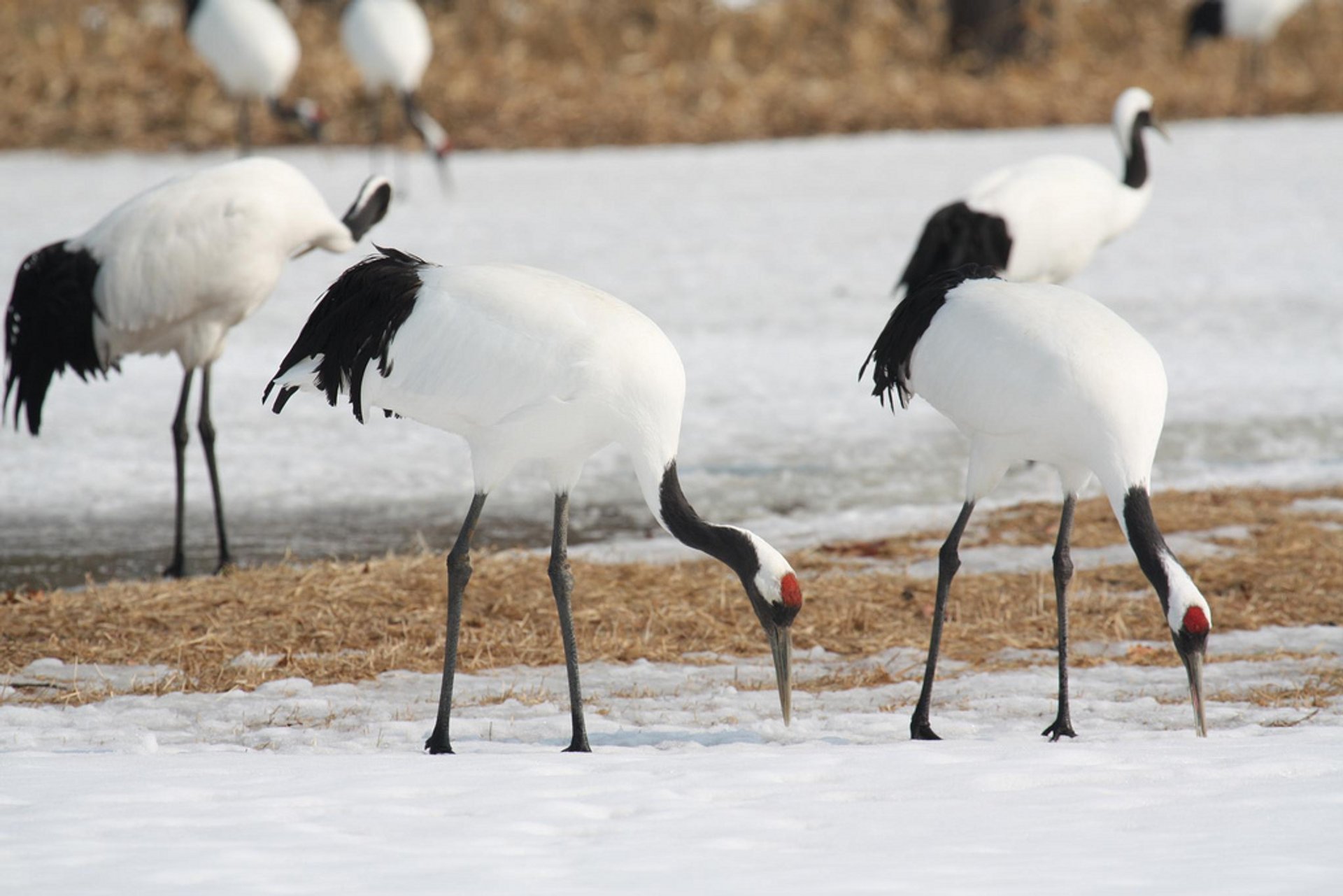 Grullas de Kushiro Marismas (Sitios de alimentación de invierno)