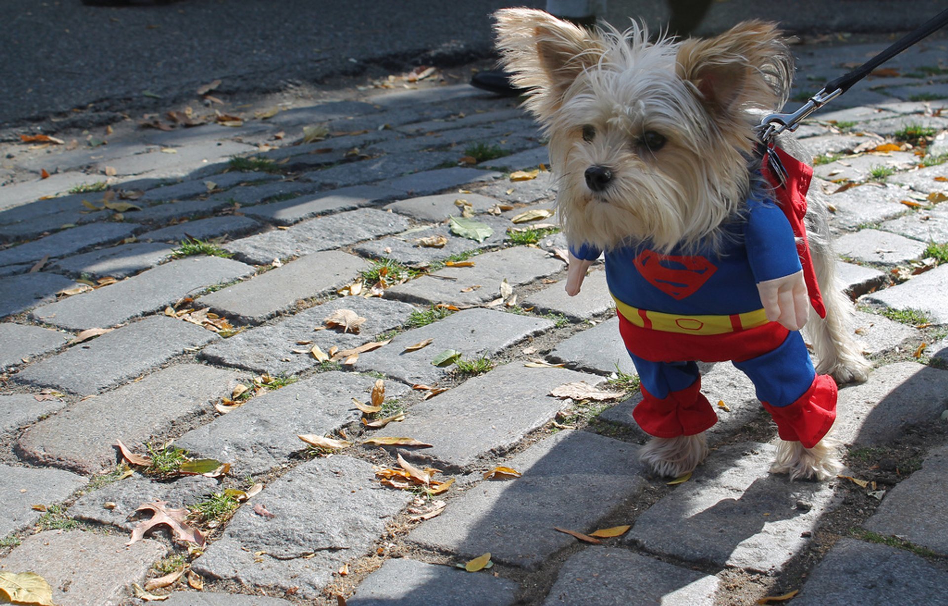 Tompkins Square Halloween Dog Parade 2024 in New York Rove.me