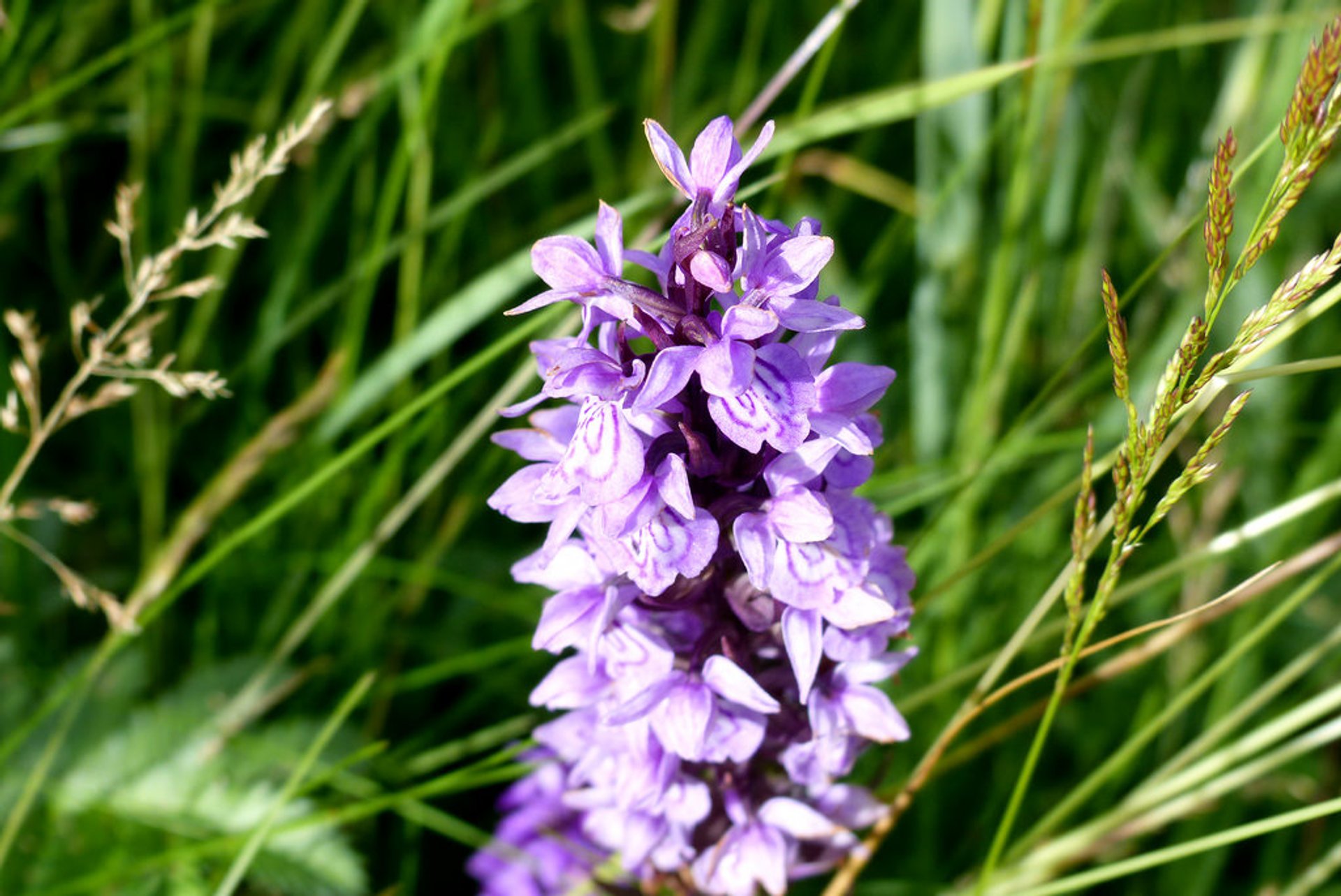 Orchids at Lauwersmeer in The Netherlands - Best Time