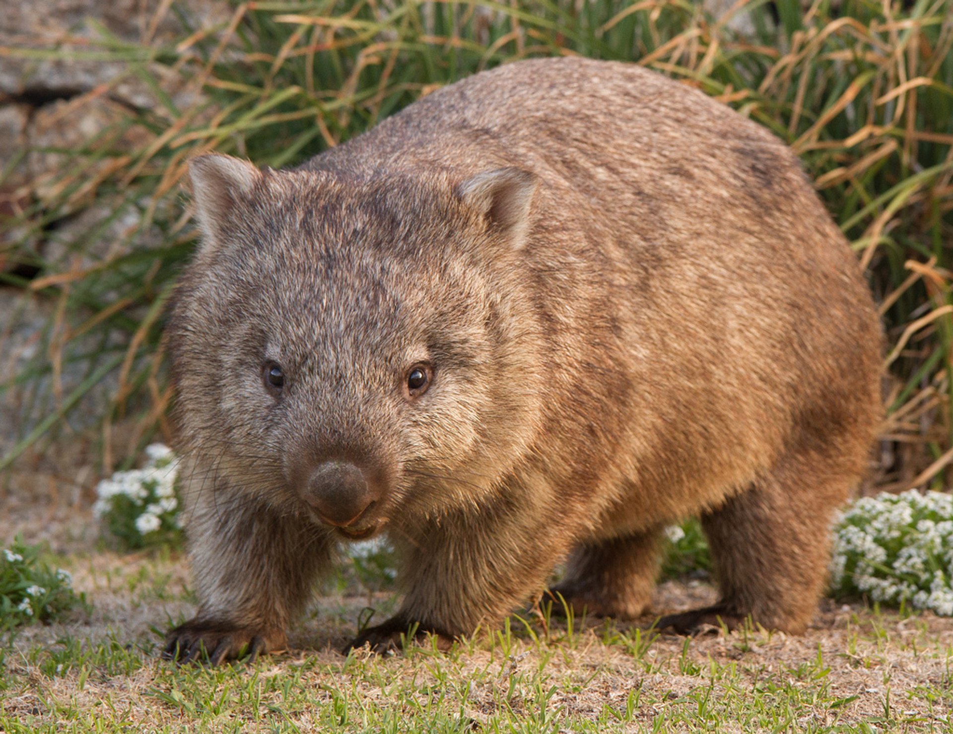 Wombat beobachten