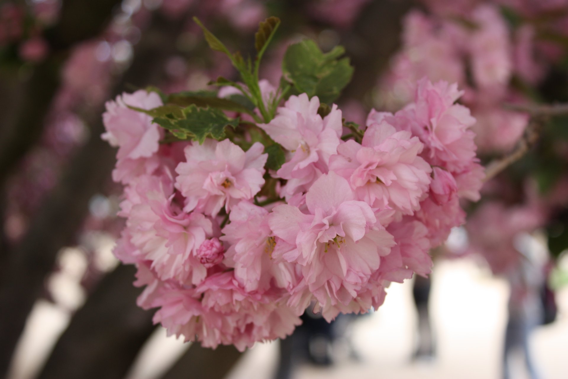 Cerejeiras em flor