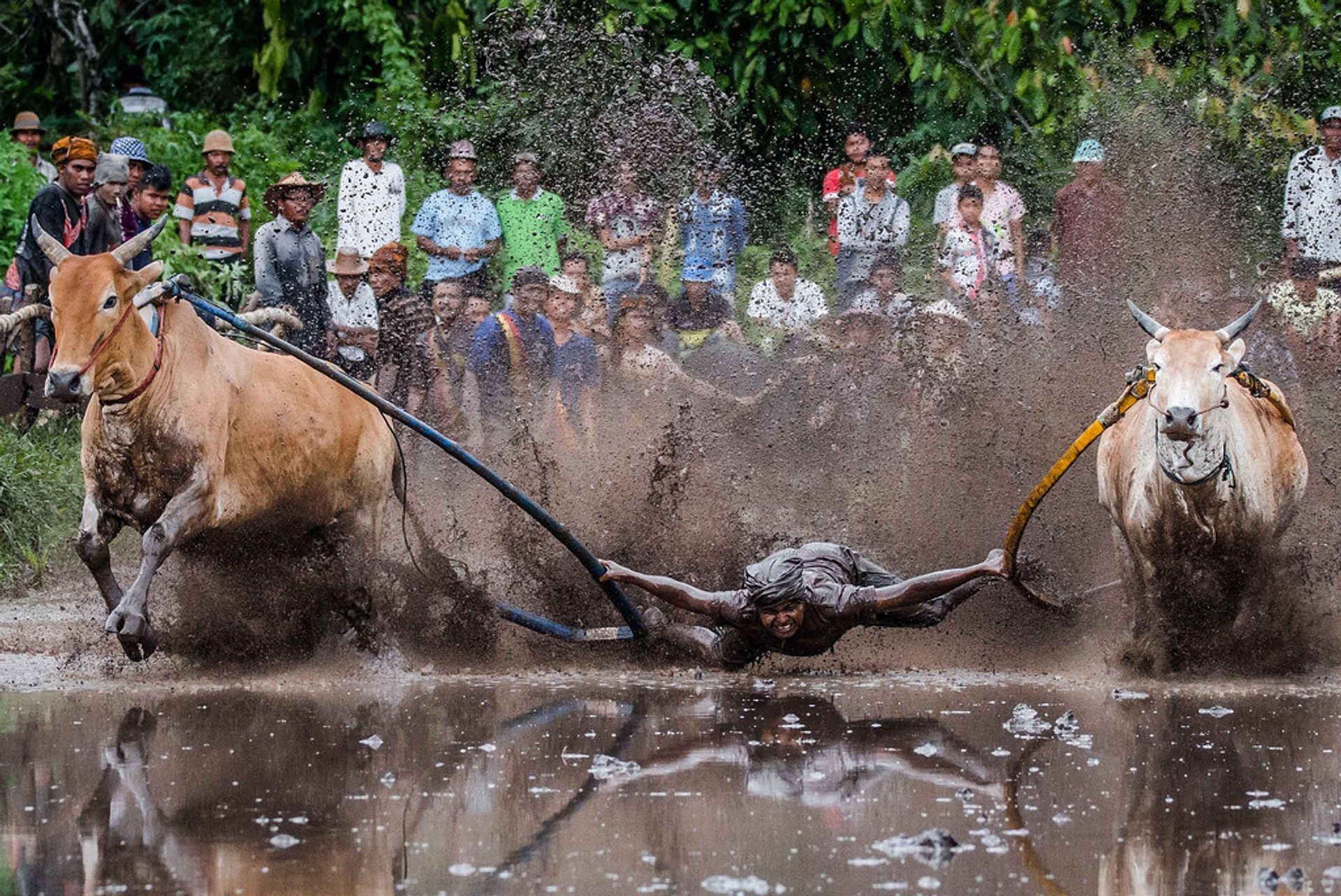 Pacu Jawi (Corrida de vacas)