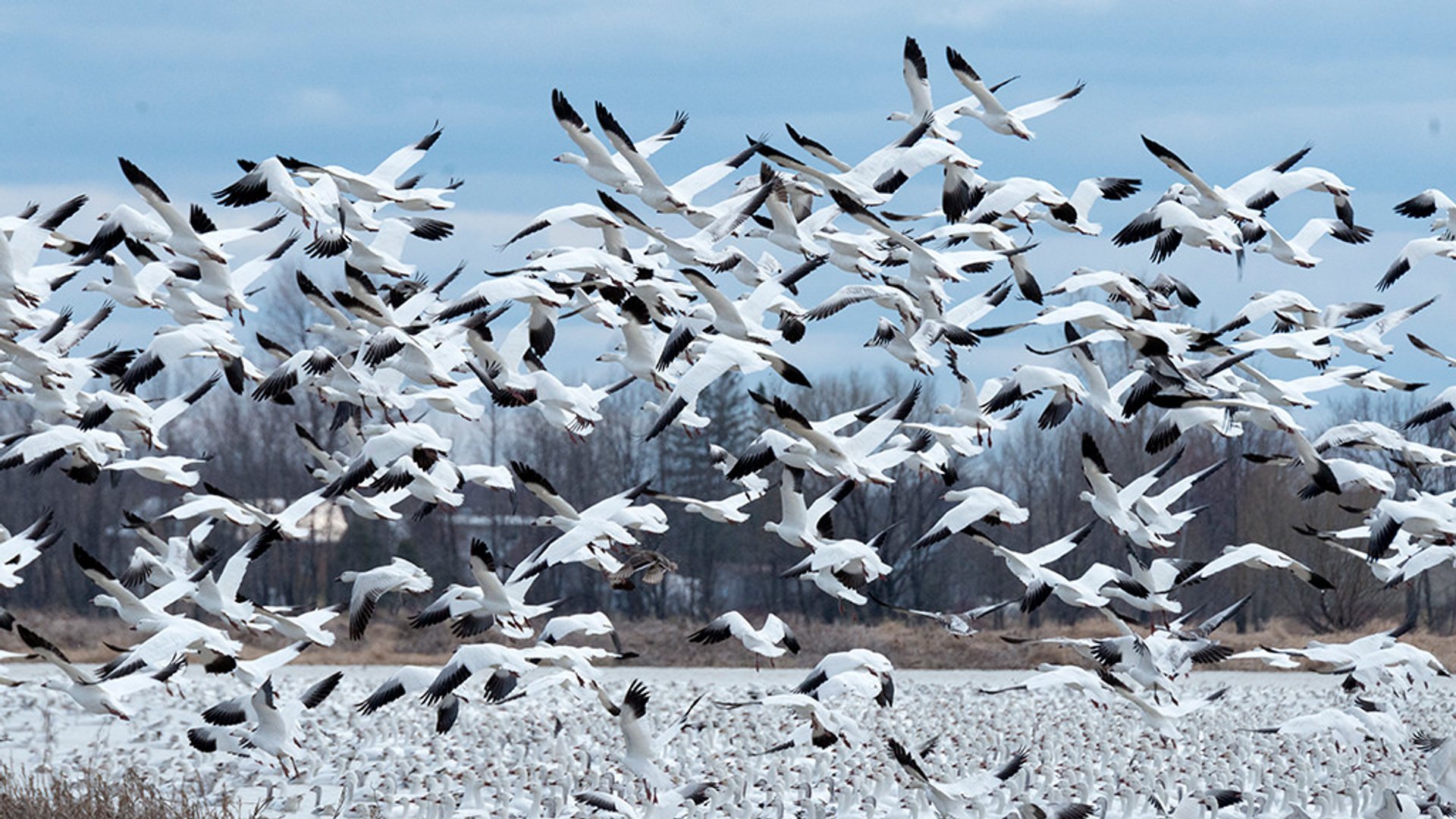 Best Time for Snow Geese Spring Migration in Alaska 2025 Rove.me