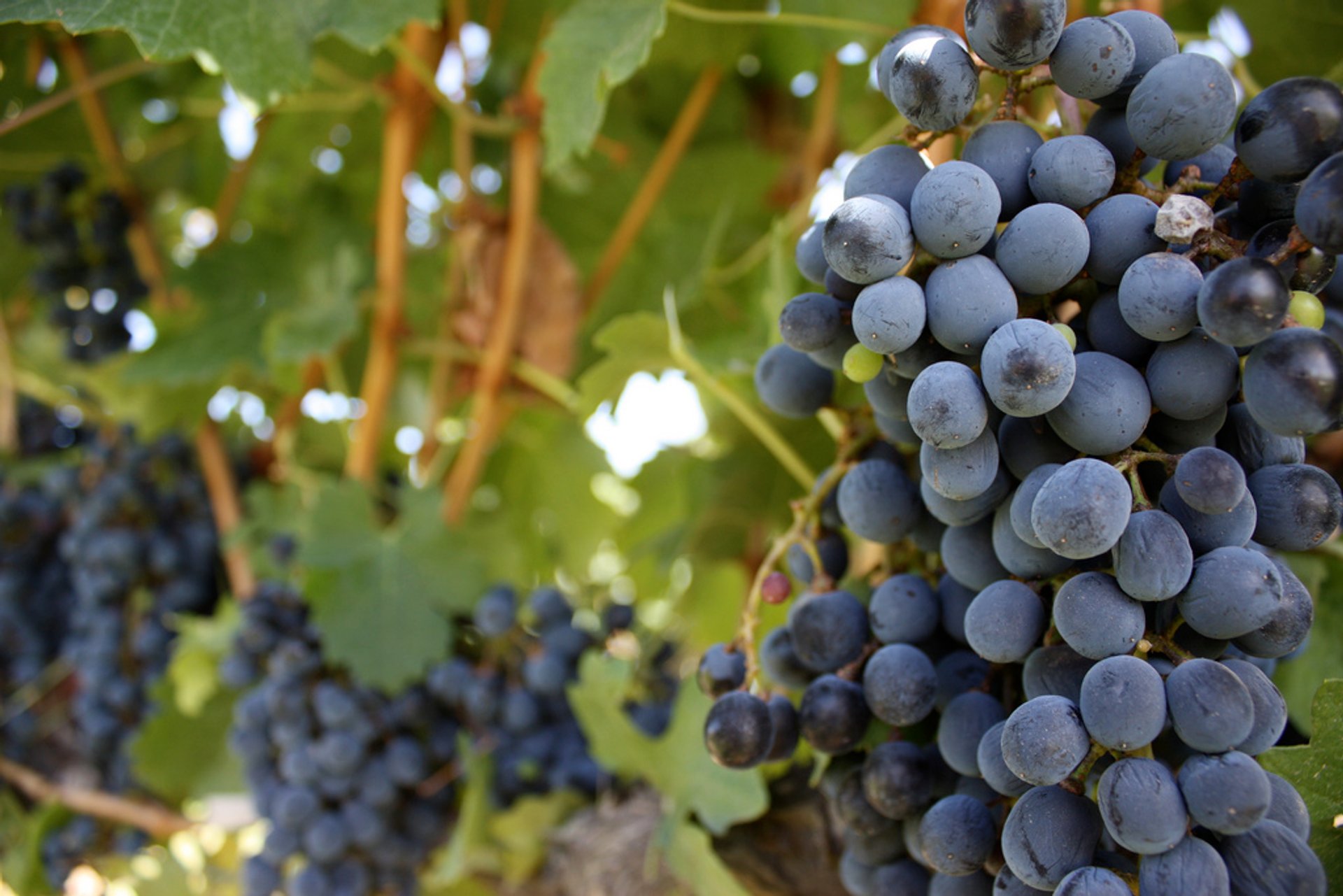 Grape Harvest