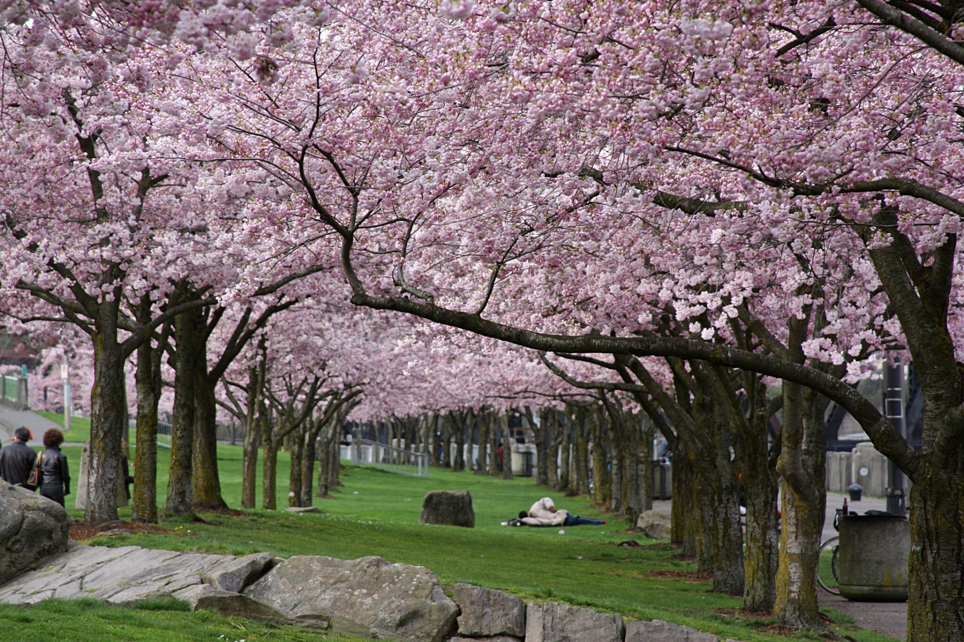 Flor de cereja em Portland