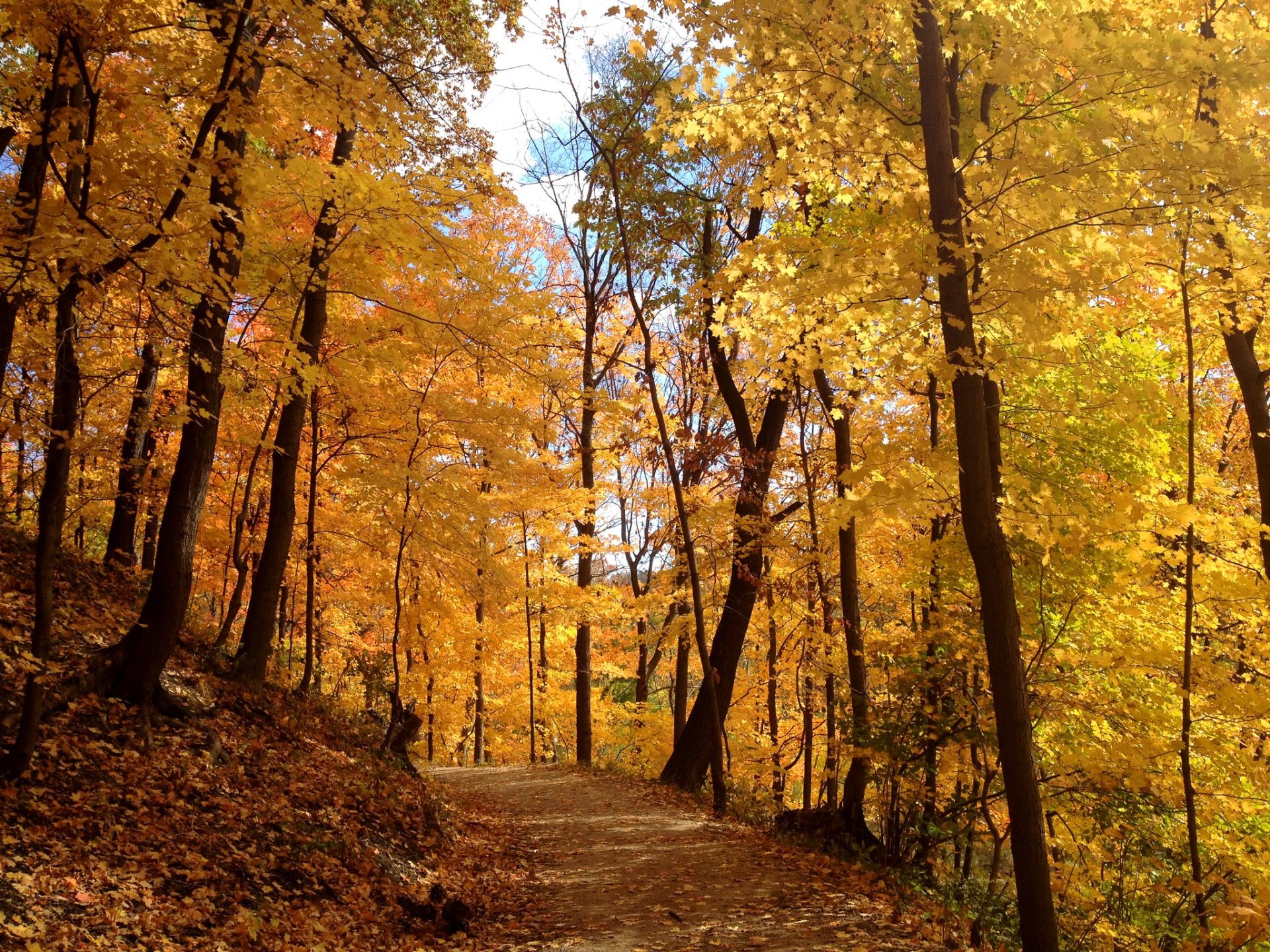 Herbstlaub in Pittsburgh