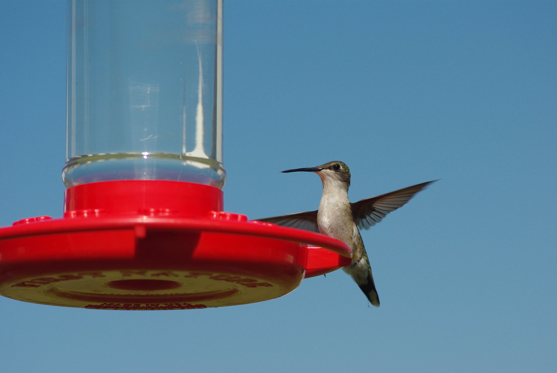 Migración de colibríes