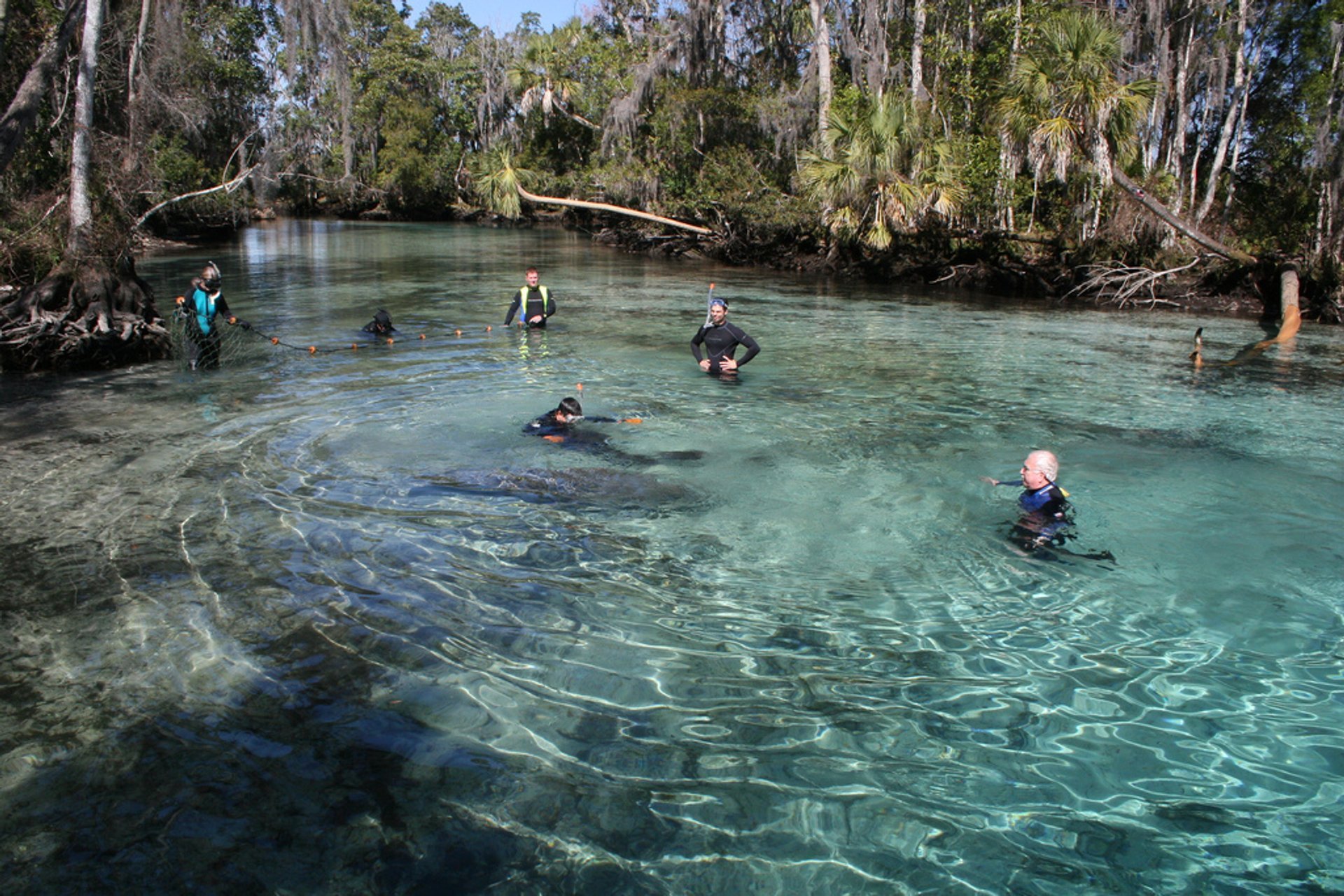 Swimming with Manatees