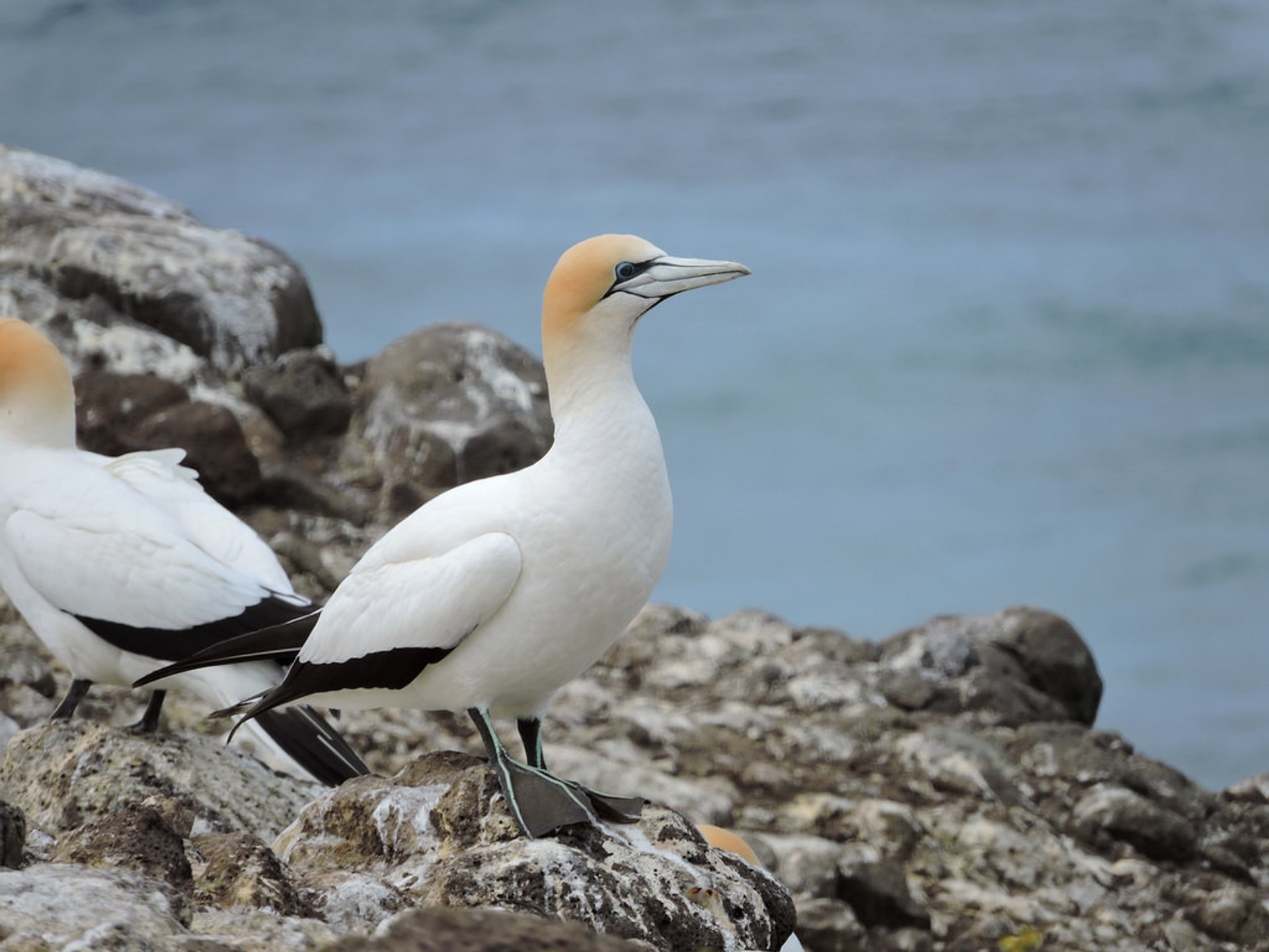 Observación de aves o ornitología