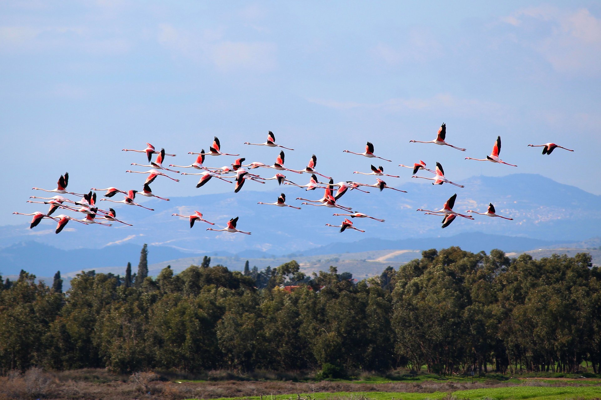 Flamant Rose