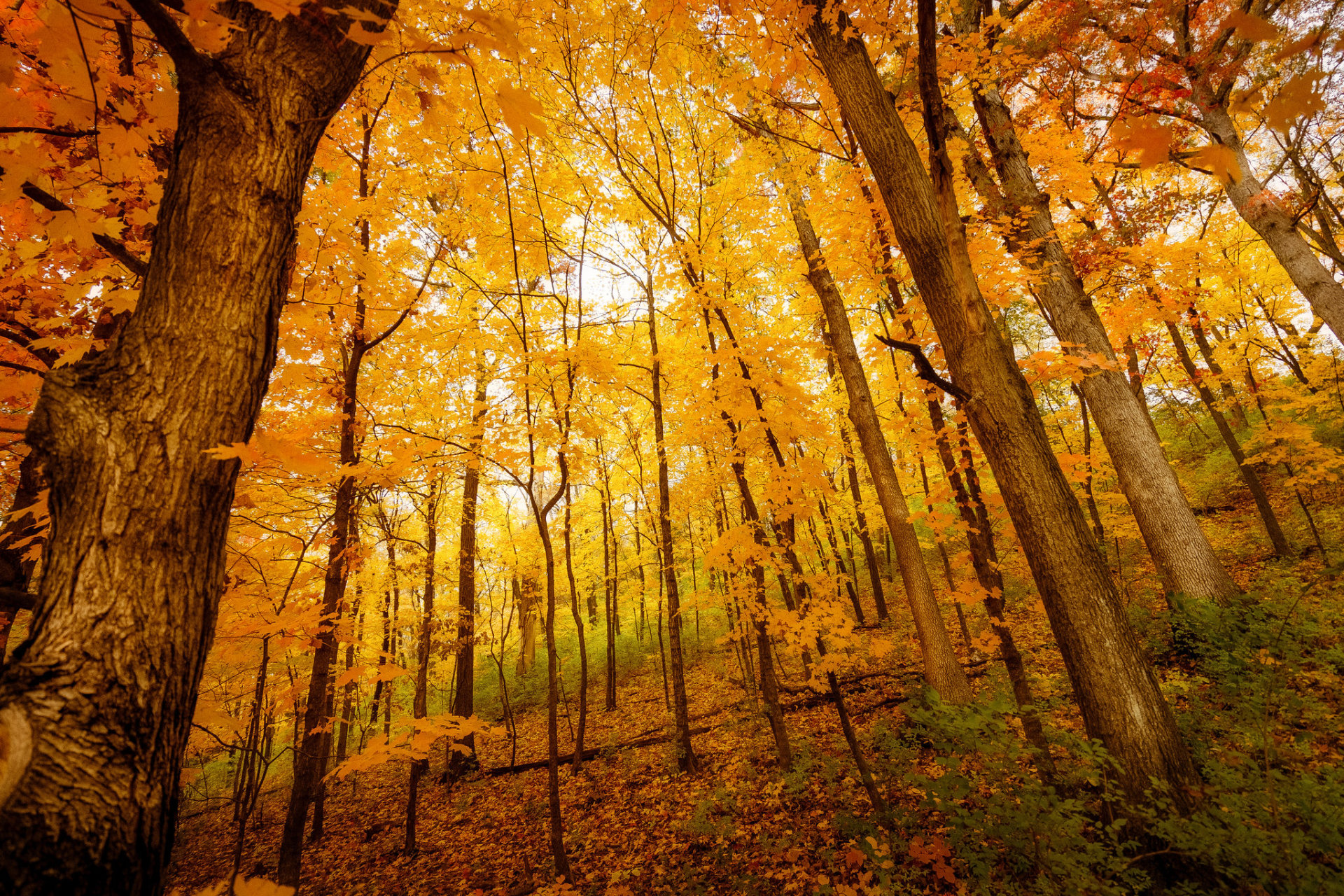 Missouri Fall Colors