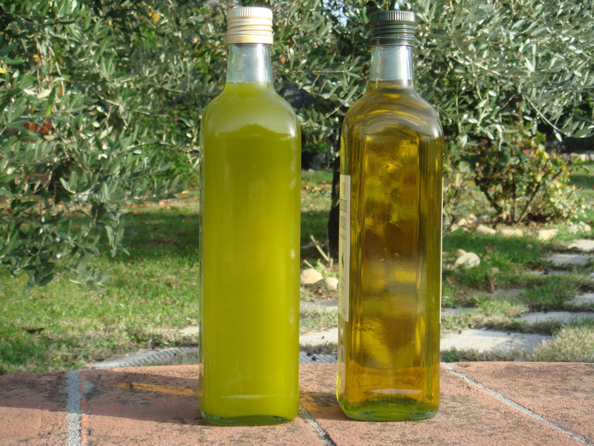 Récolte des olives