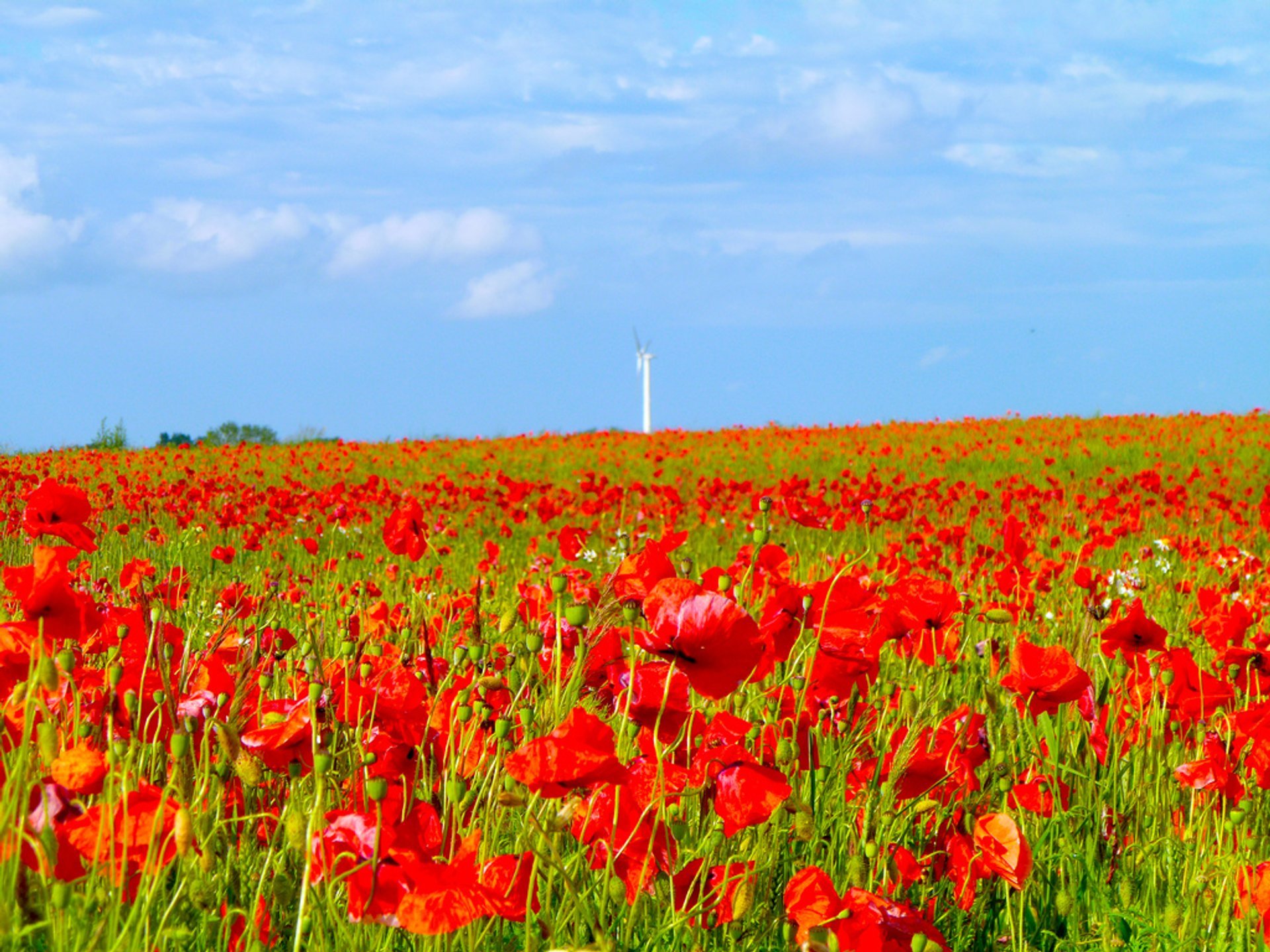 Campos de flores