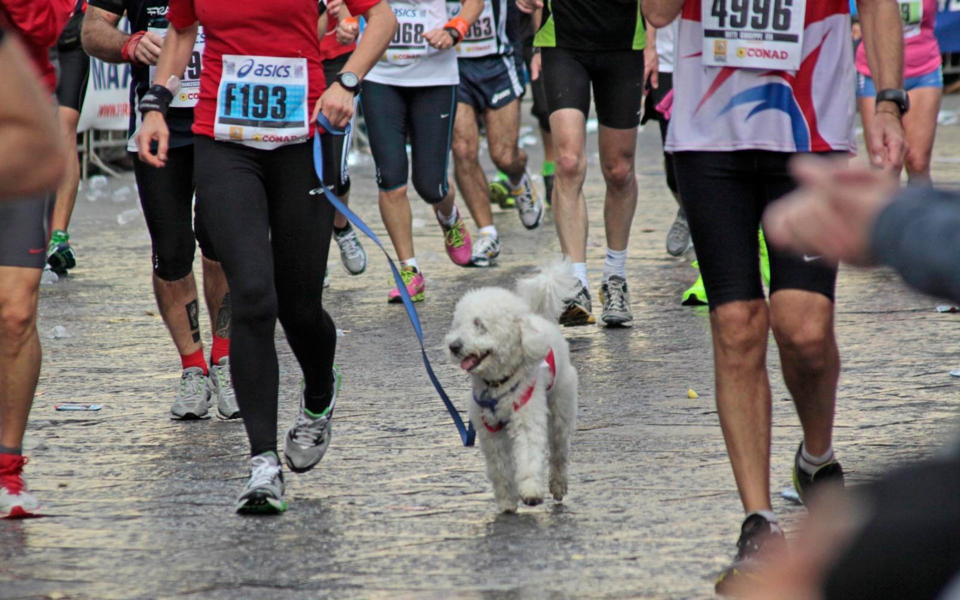 Maratón de Florencia (Maratona di Firenze)